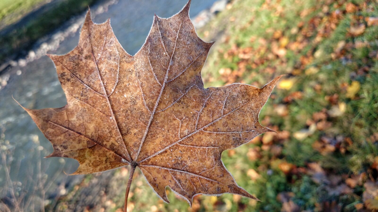 Sony Xperia Z1 Compact sample photo. Late autumn, maple leaf photography