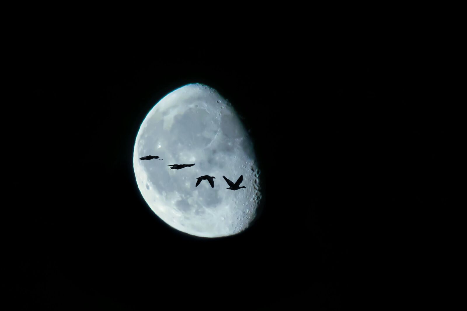 Canon PowerShot G3 X sample photo. Moon, birds, night photography