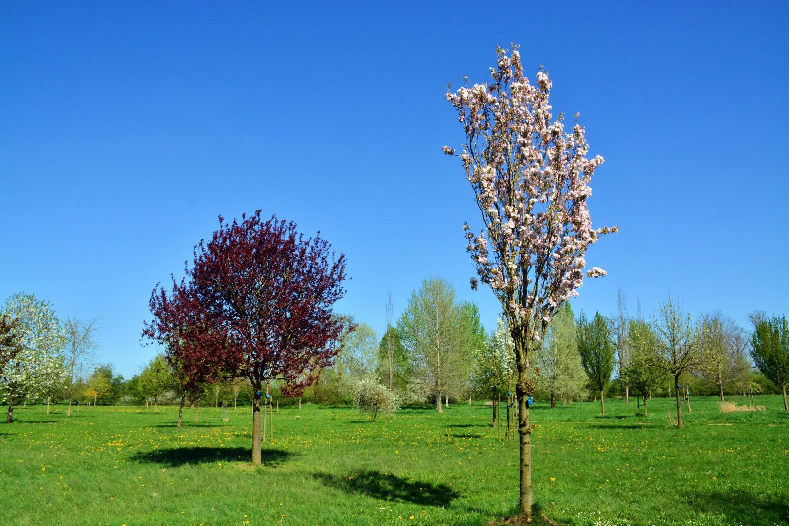 Nikon D5200 sample photo. Cherry tree, tree, blossom photography