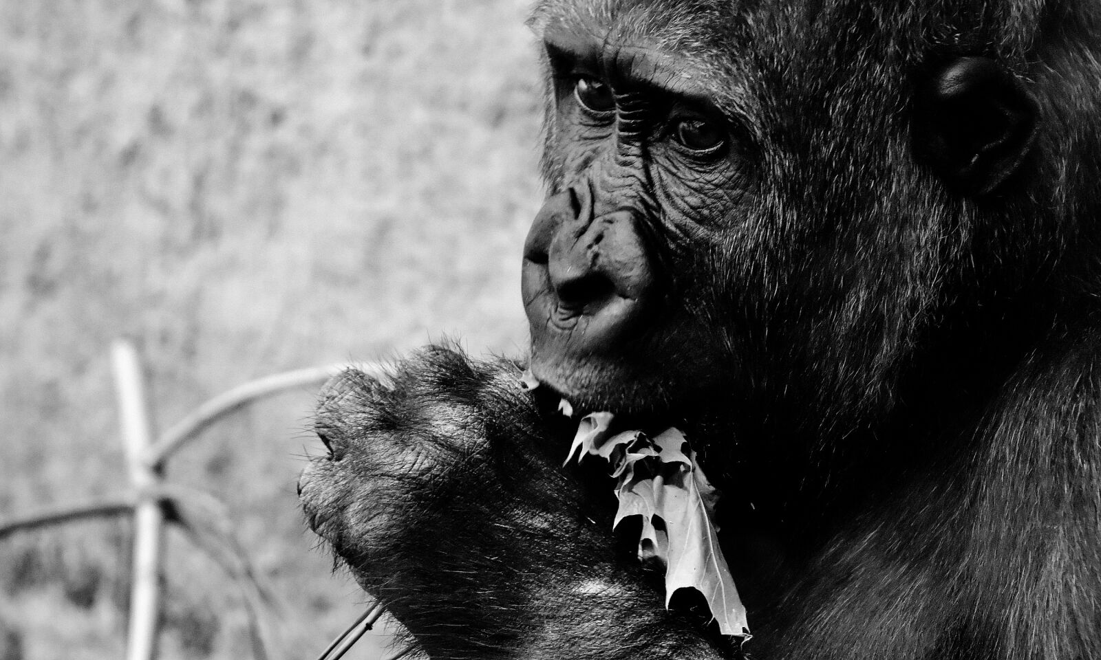 Nikon D7200 sample photo. Gorilla, feeding, hungry photography