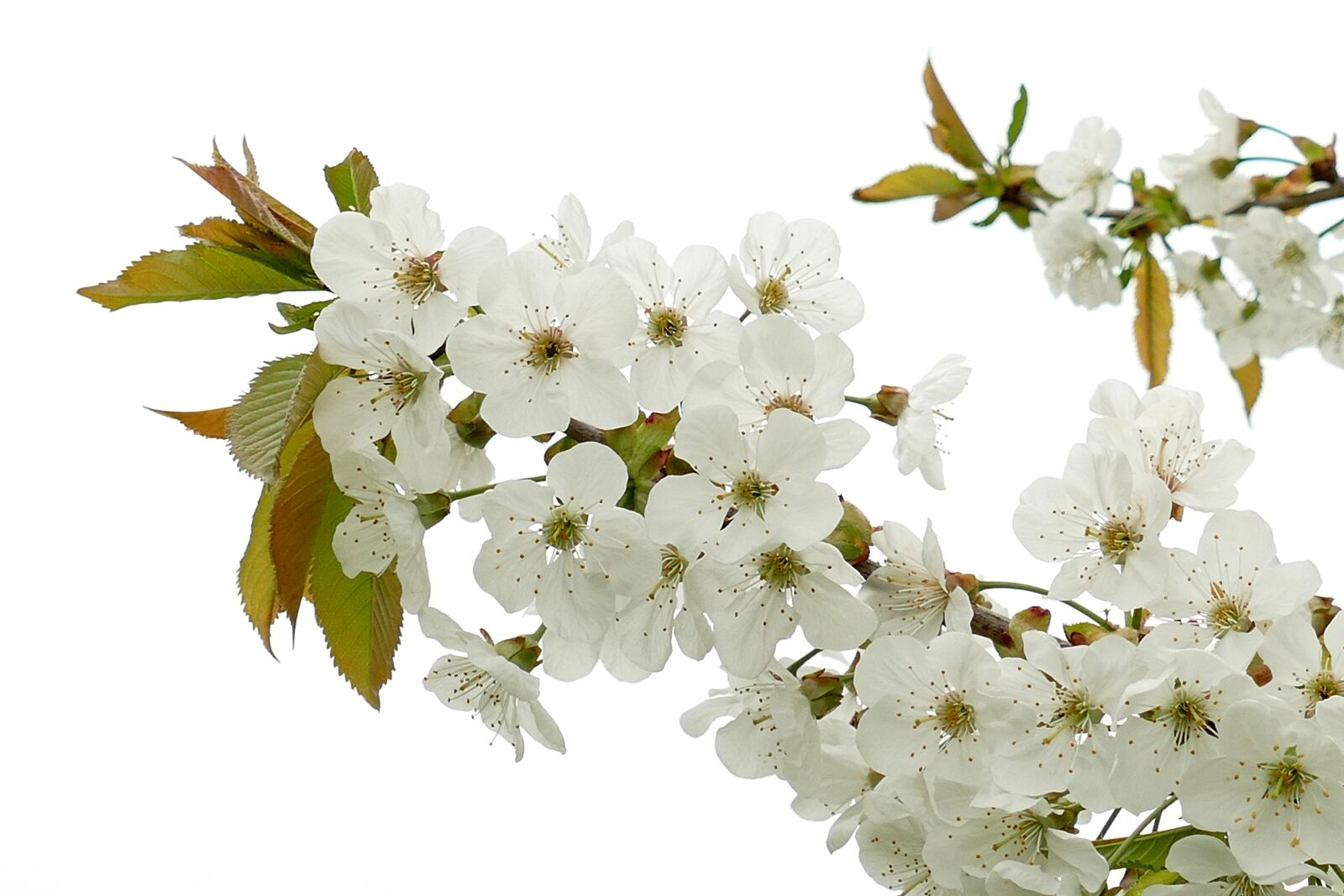 Panasonic Lumix DMC-FZ1000 sample photo. Blossom, flower, white photography