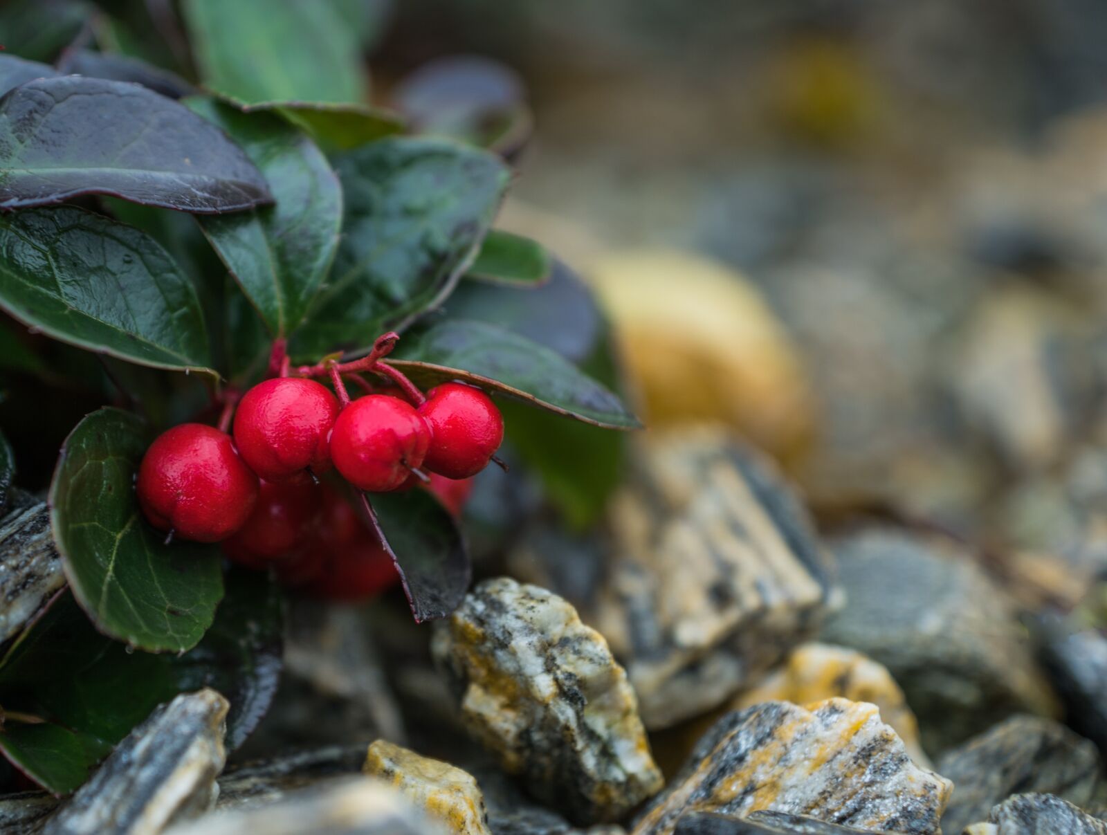 Sony DT 16-50mm F2.8 SSM sample photo. Red, fruits, nature photography