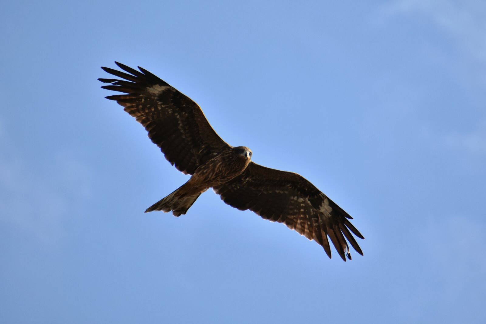 Nikon D7200 sample photo. Animal, sky, bird photography