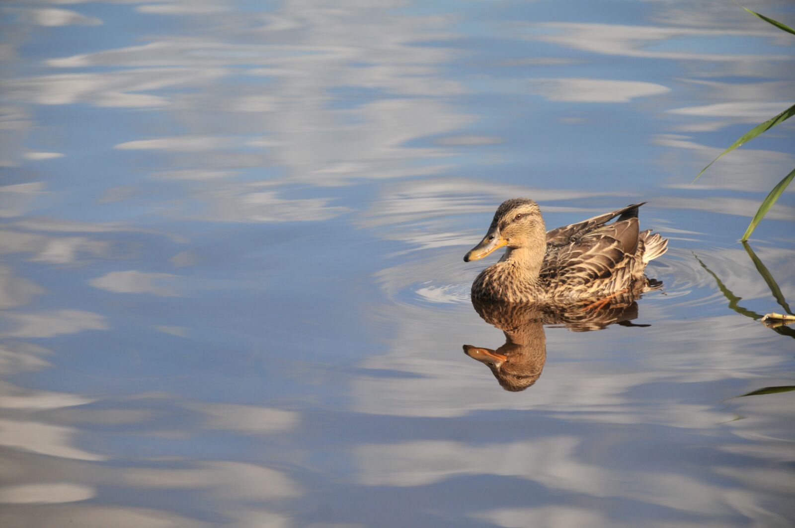 Nikon D300S sample photo. Lake, nature, duck photography