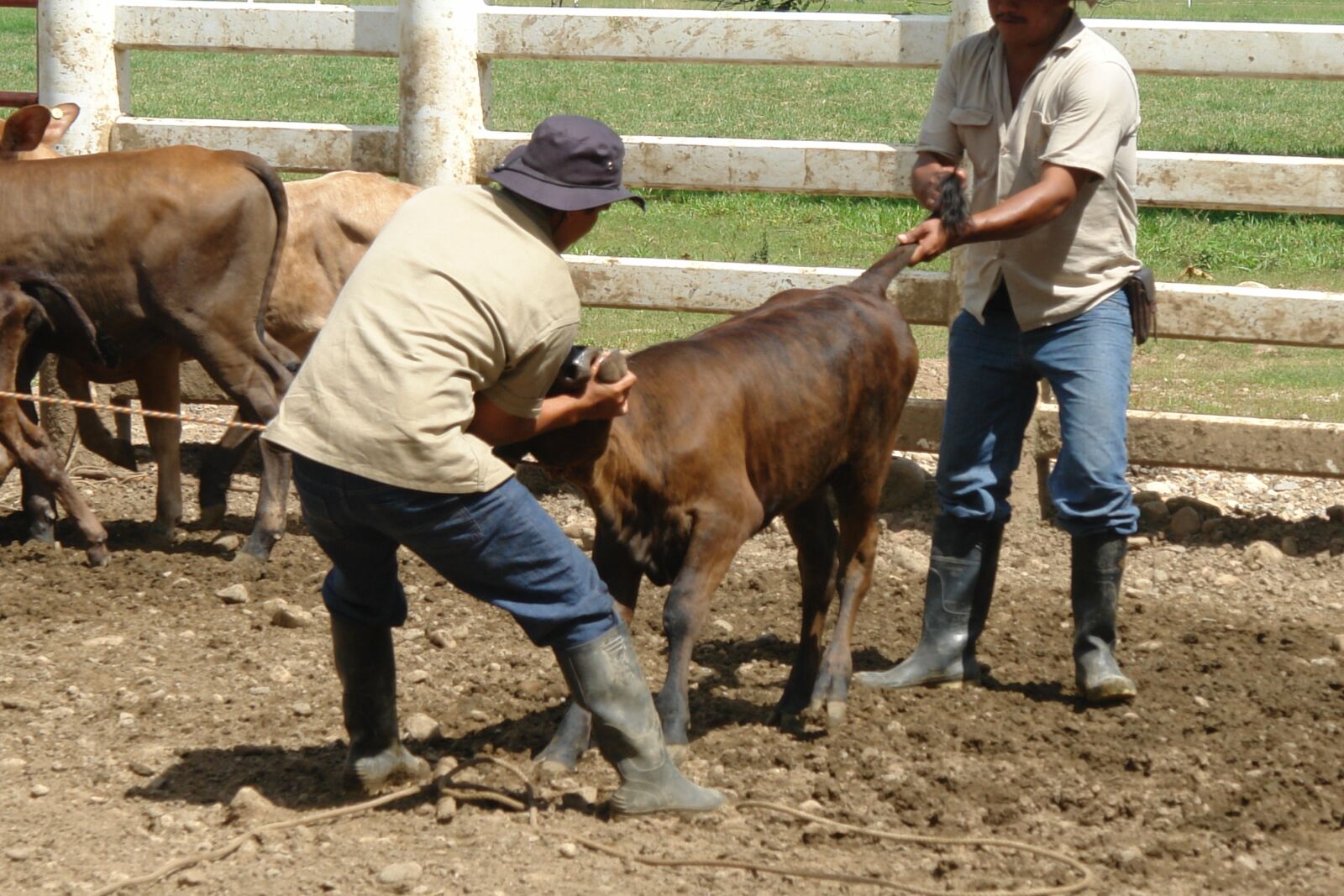 Sony DSC-R1 sample photo. Work, chore, field photography