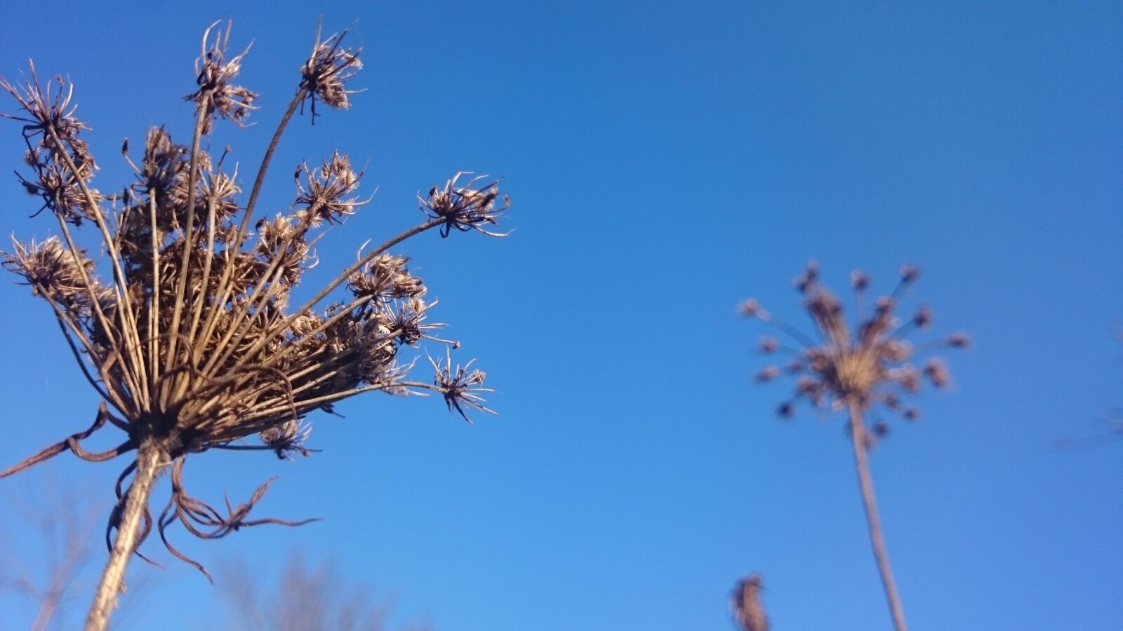 Sony Xperia Z1 Compact sample photo. Blue sky, nature, autumn photography