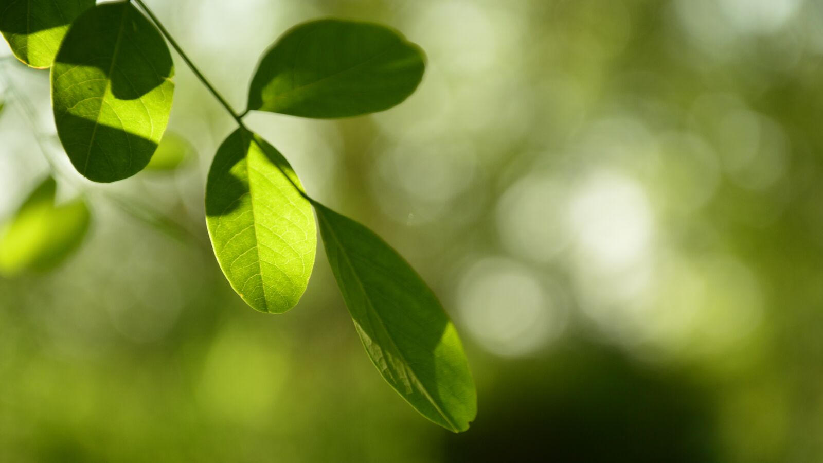 Nikon D3200 sample photo. Green, leaf, the rays photography