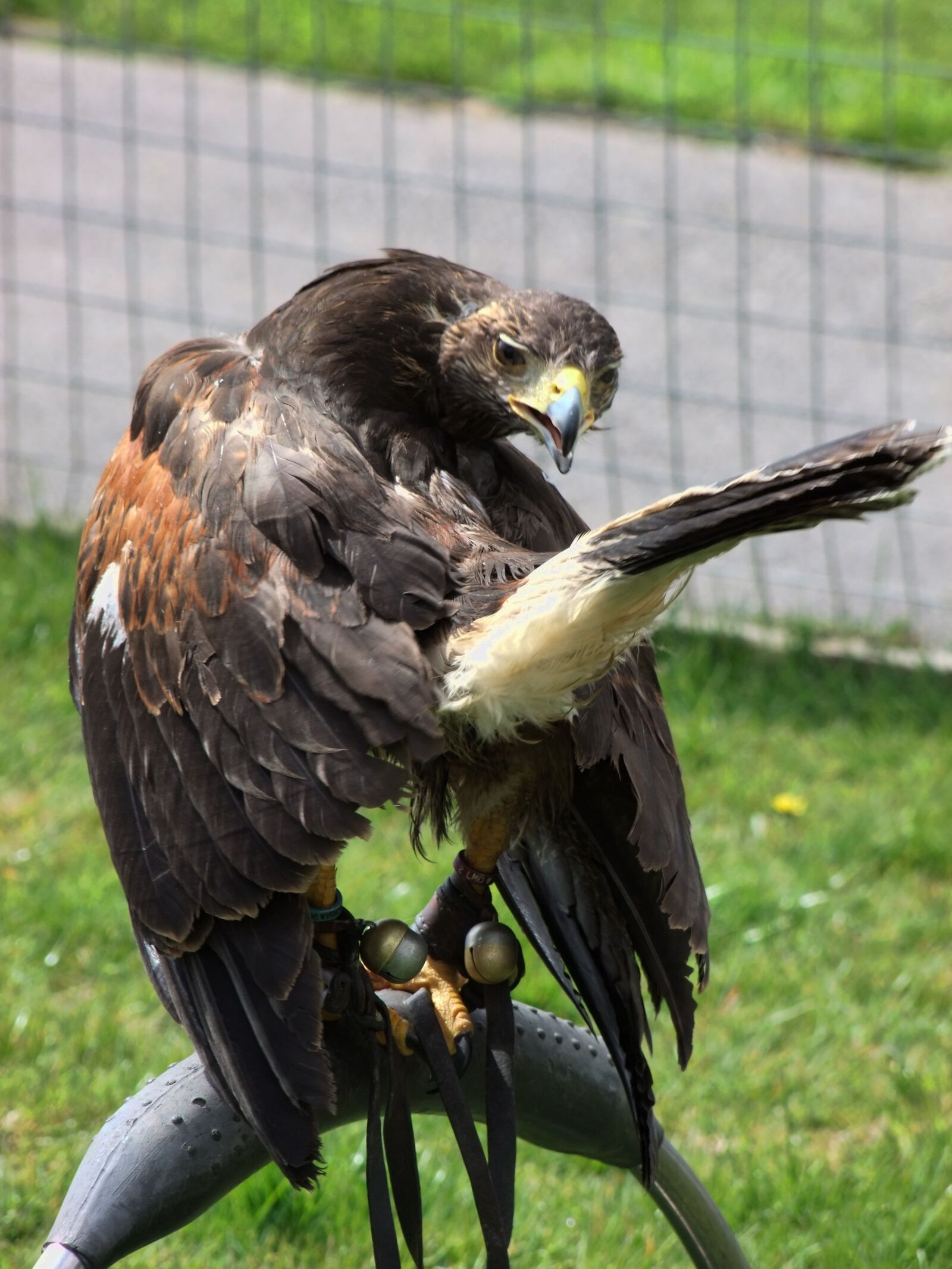 FujiFilm FinePix S200EXR (FinePix S205EXR) sample photo. Eagle, captivity, prey photography