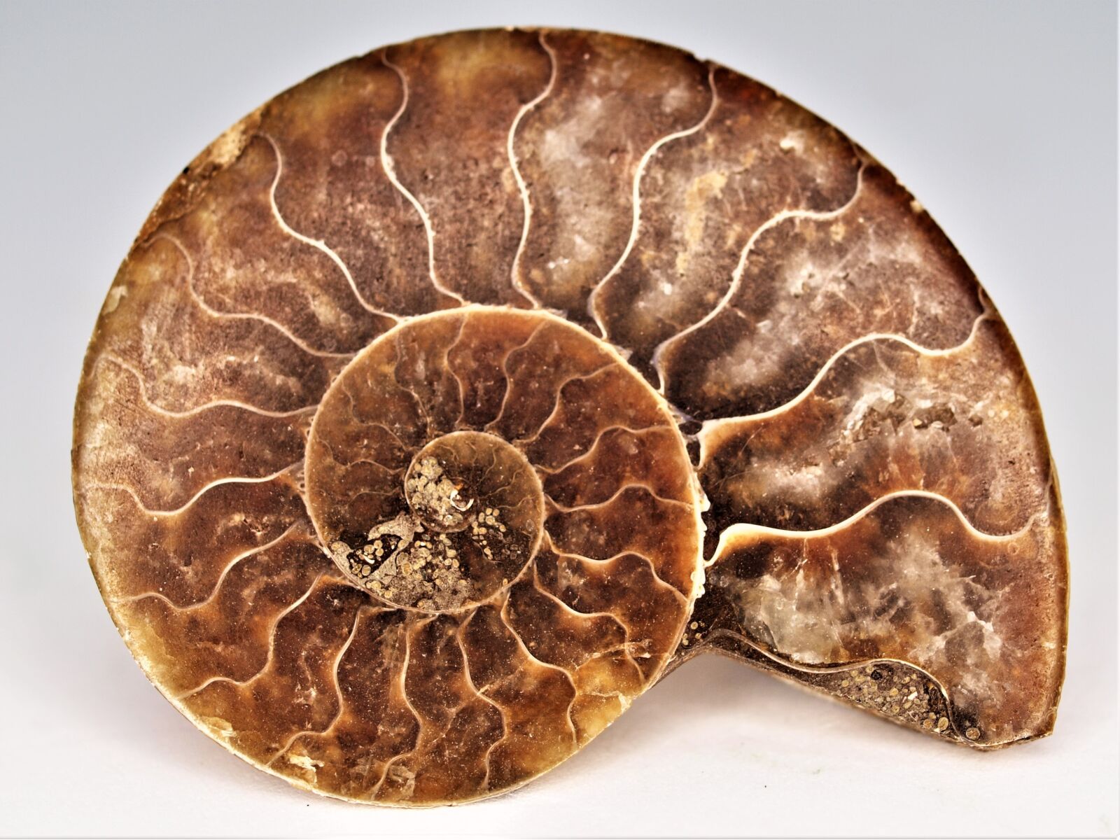 Olympus E-520 (EVOLT E-520) sample photo. Desktop, ammonite, fossil photography