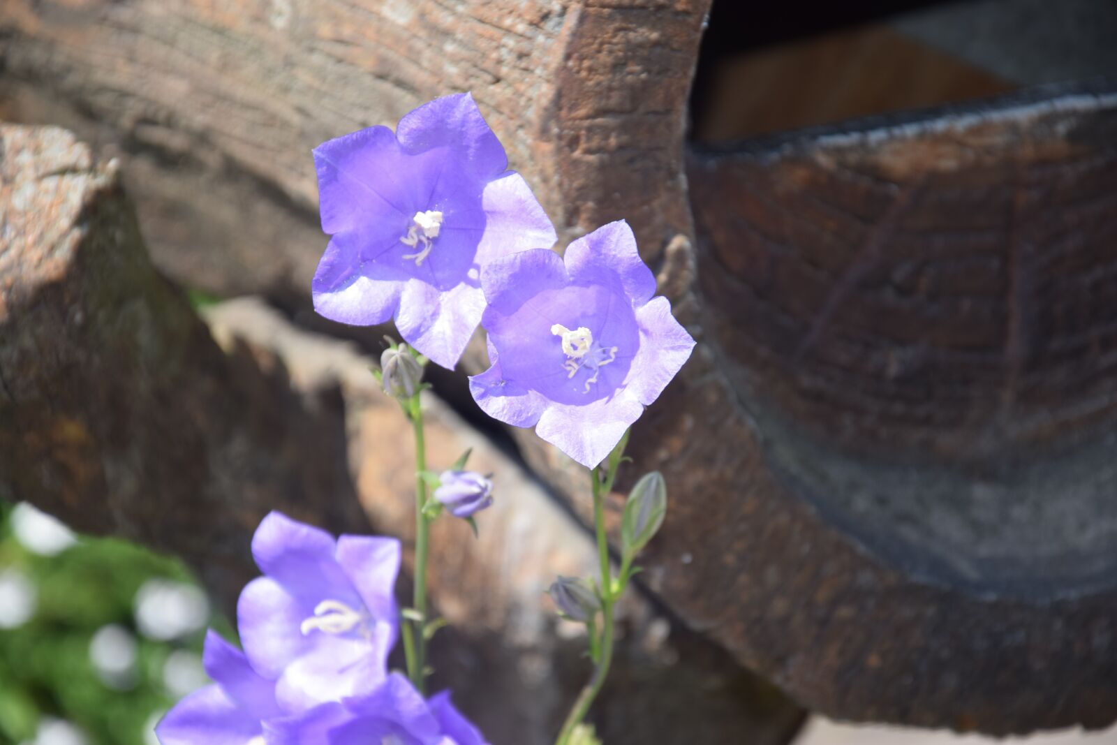 Nikon D5300 sample photo. Purple flowers, summer, lavender photography