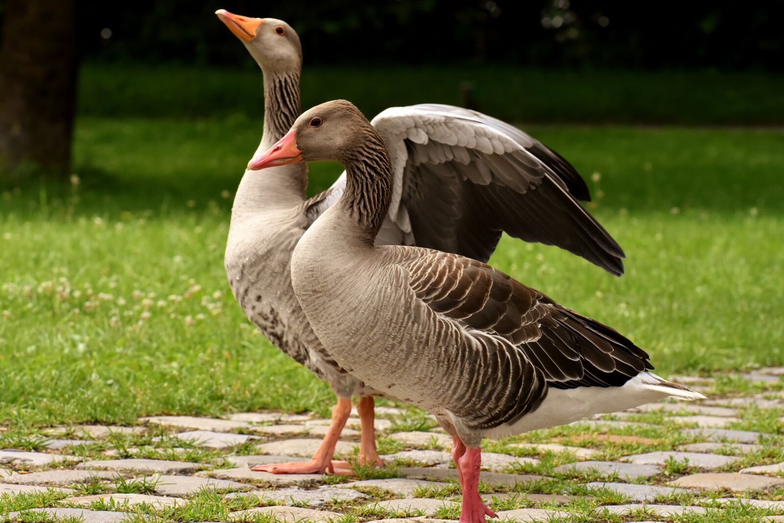 Nikon D7200 sample photo. Geese, wild geese, waterfowl photography