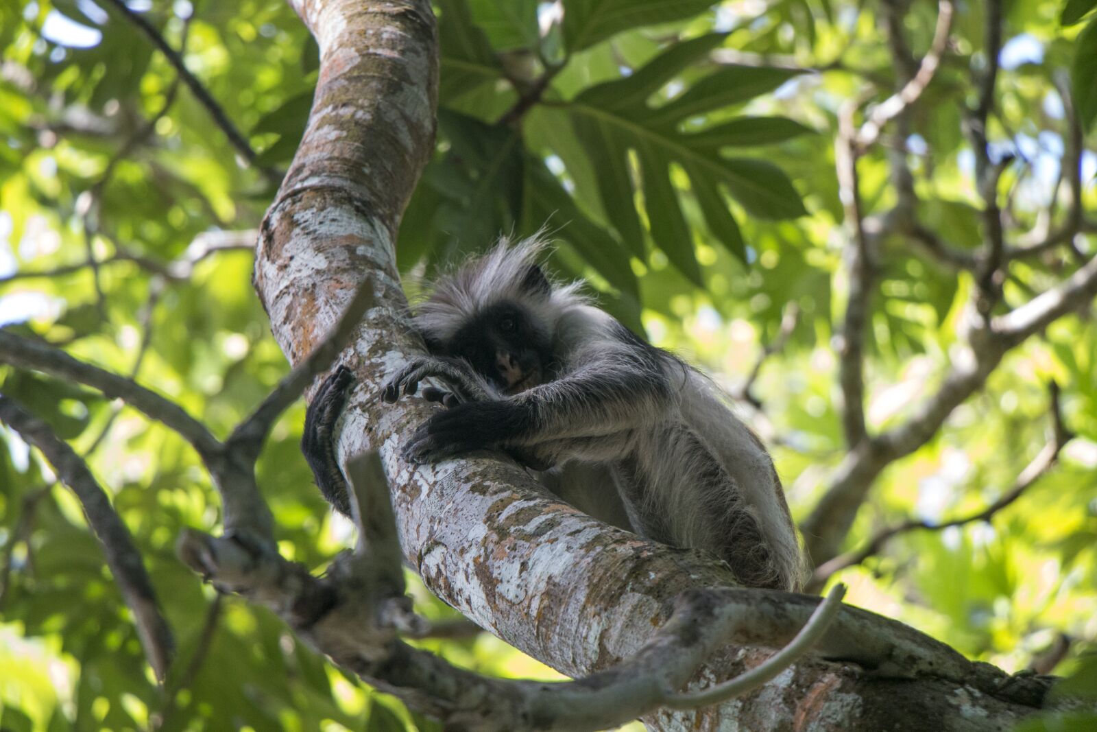 Canon EOS 70D sample photo. Monkey, nature, animals photography