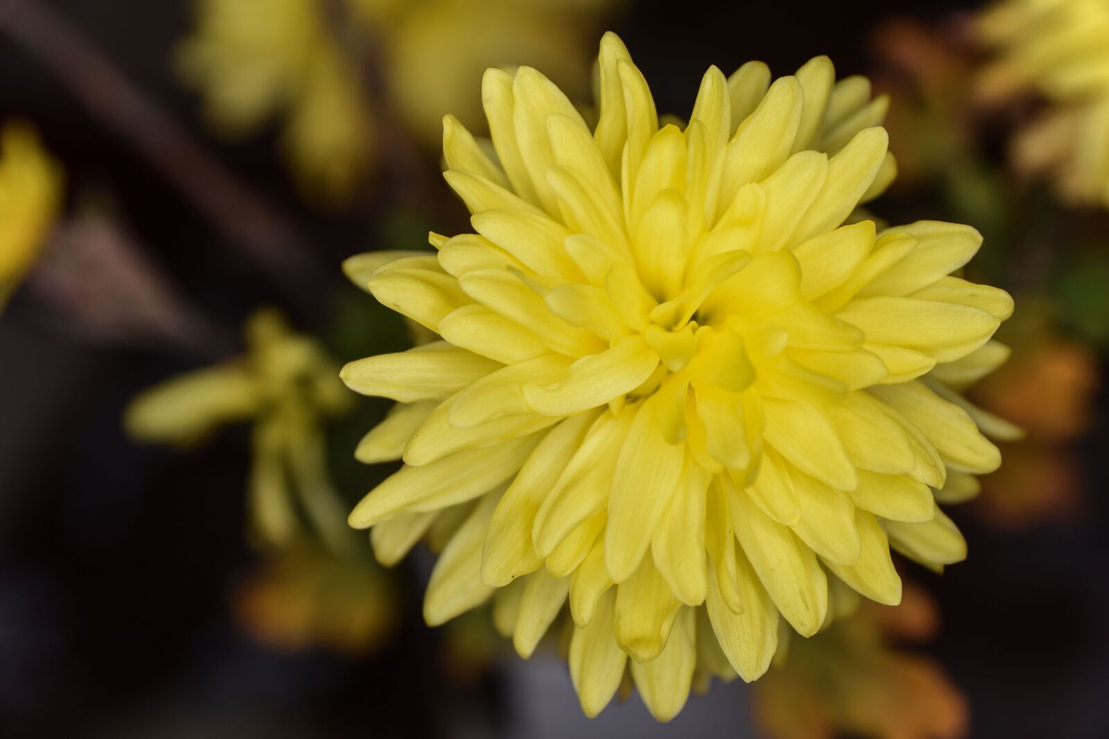 Nikon D5300 sample photo. Flower, yellow, nature photography