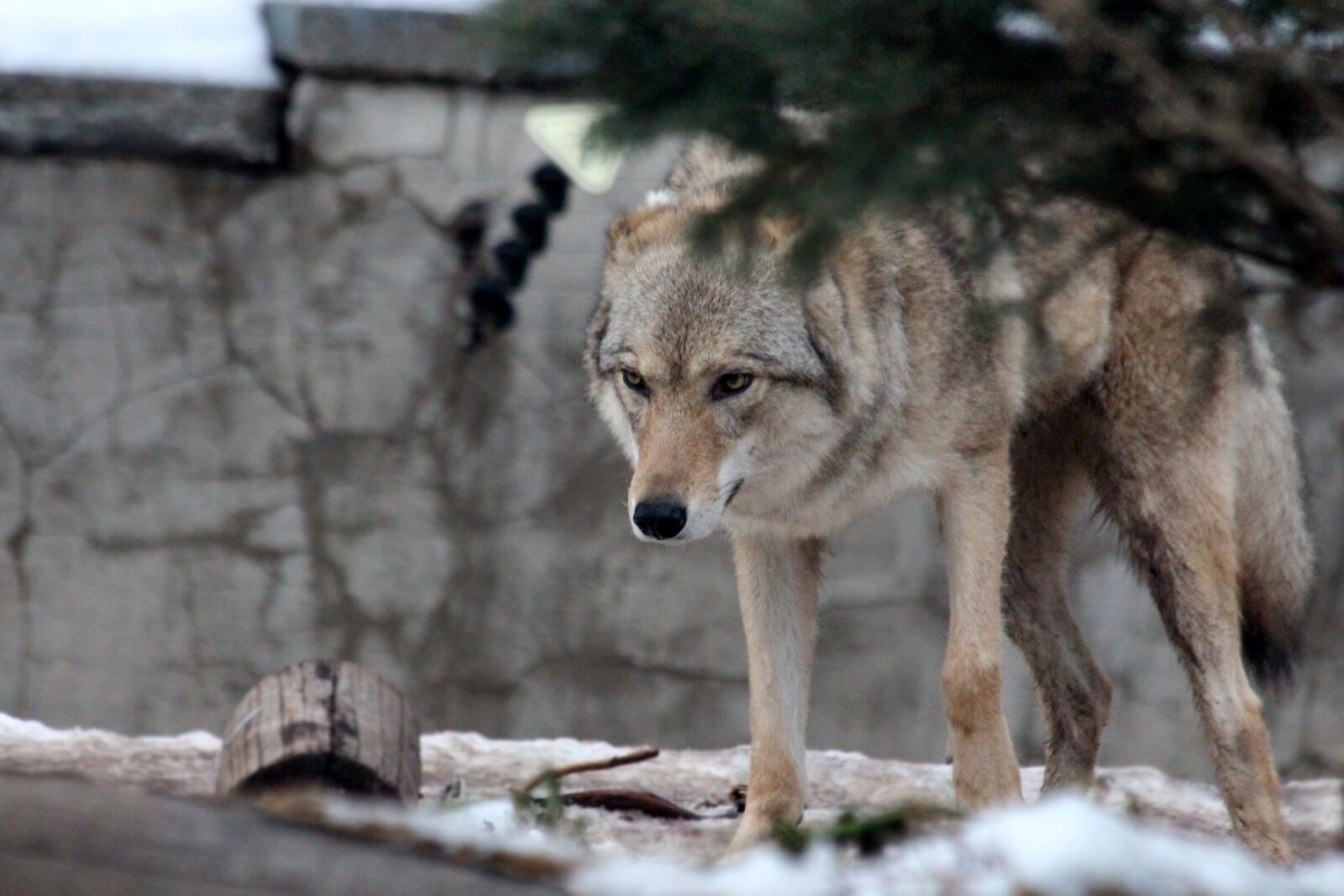 Canon EOS 650D (EOS Rebel T4i / EOS Kiss X6i) sample photo. Gray wolf, canis lupus photography