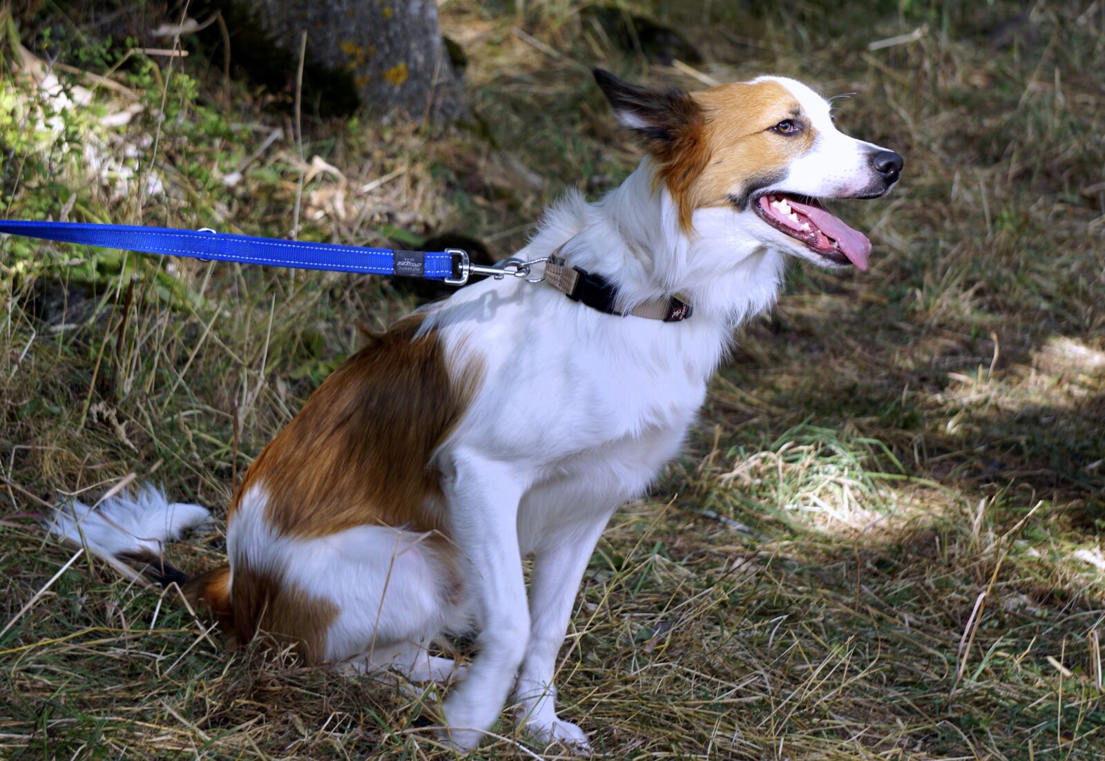 Sony E 55-210mm F4.5-6.3 OSS sample photo. Dog, pastor, profile dog photography