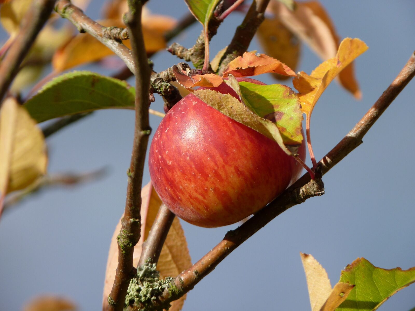 Panasonic Lumix DMC-FZ35 (Lumix DMC-FZ38) sample photo. Apple, autumn, fruit photography
