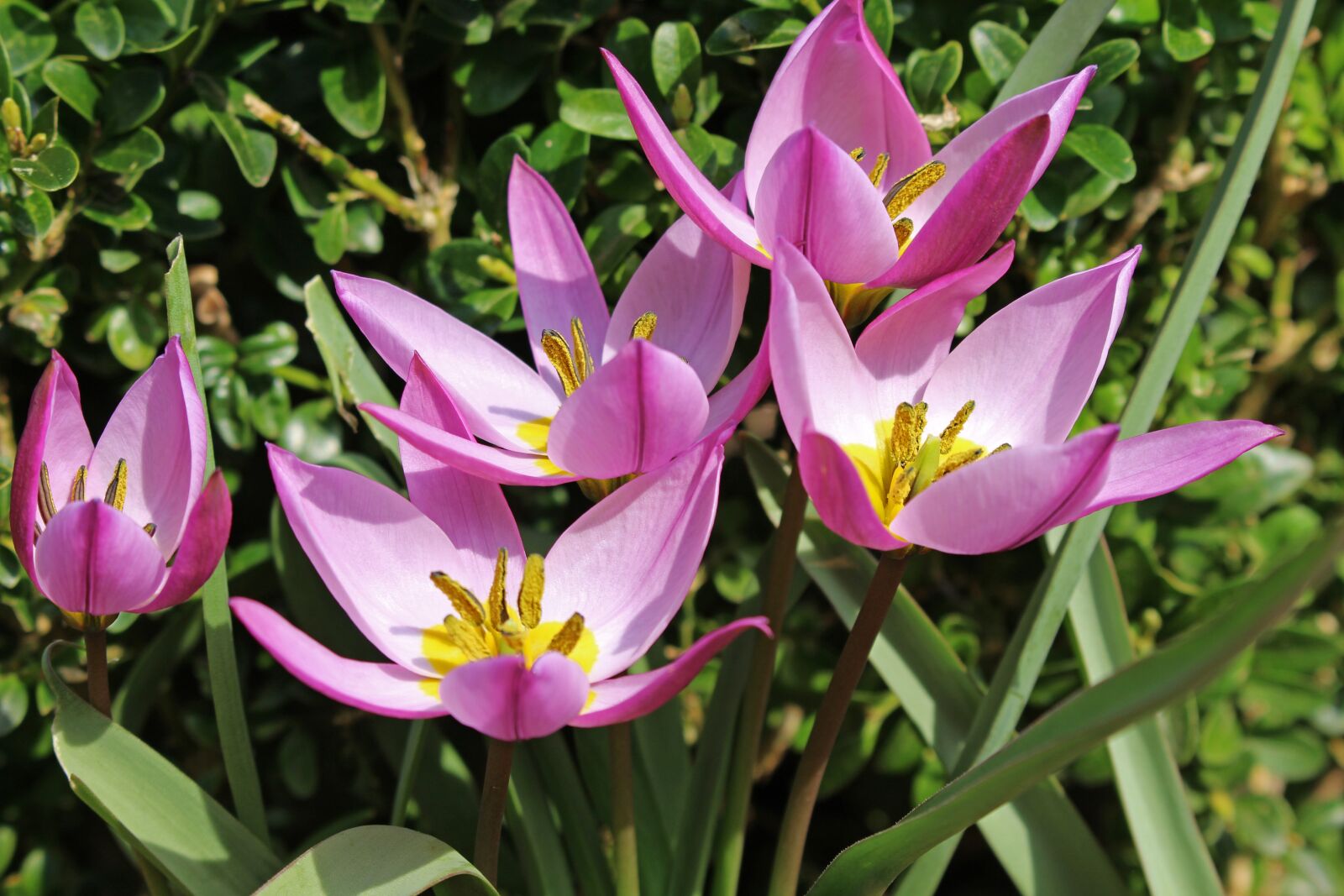 Canon EOS 700D (EOS Rebel T5i / EOS Kiss X7i) sample photo. Wild tulips, tulips, dwarf photography