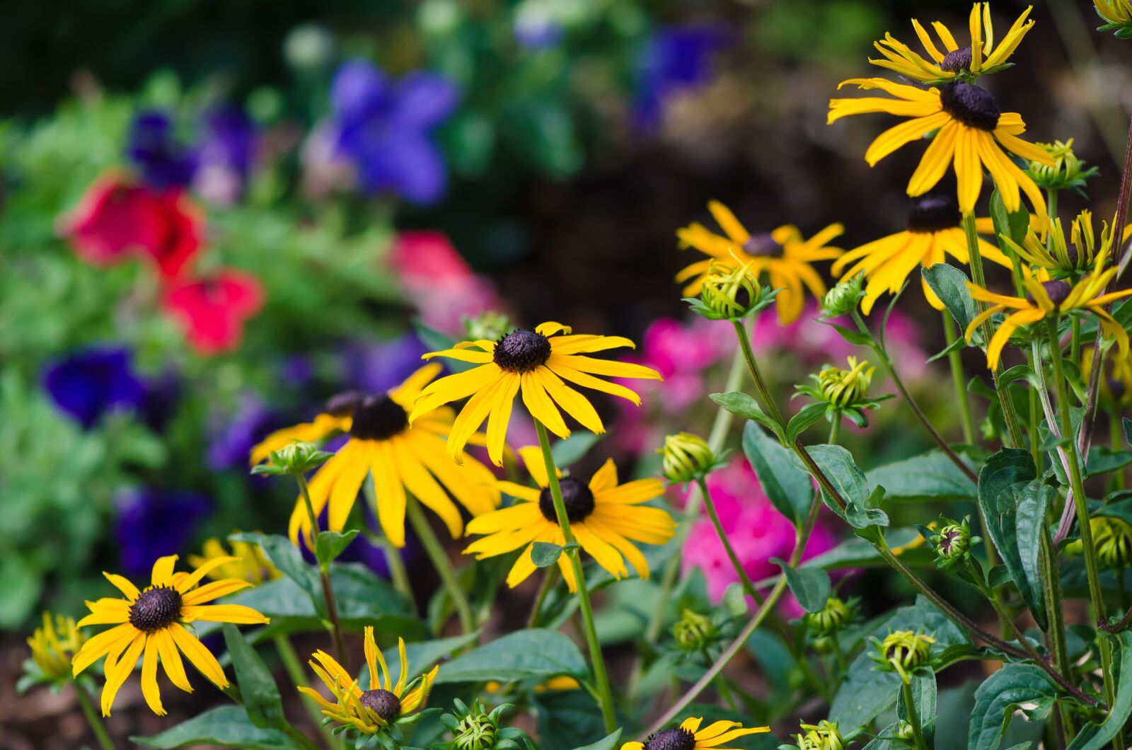 Nikon D5100 sample photo. Flowers, garden, summer photography