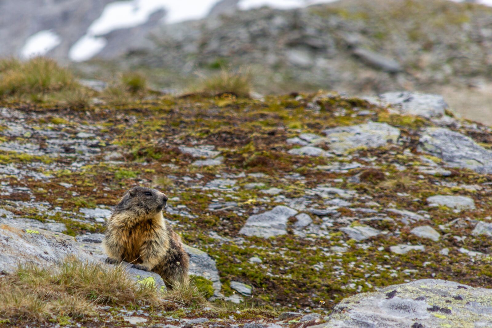 Canon EOS 550D (EOS Rebel T2i / EOS Kiss X4) sample photo. Marmot, alpine, mountains photography