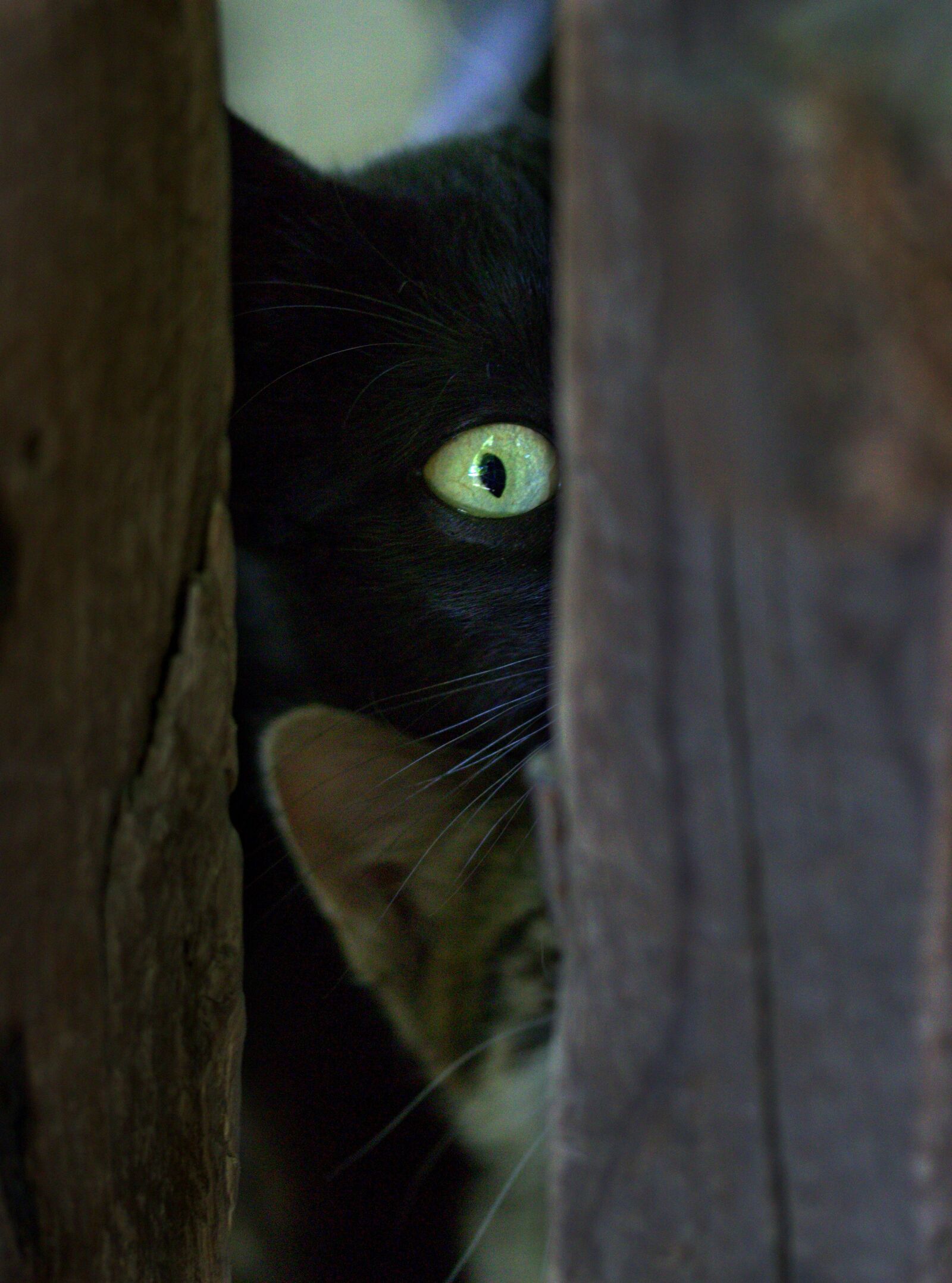 Canon EOS 7D Mark II sample photo. Cat, black, hidden photography