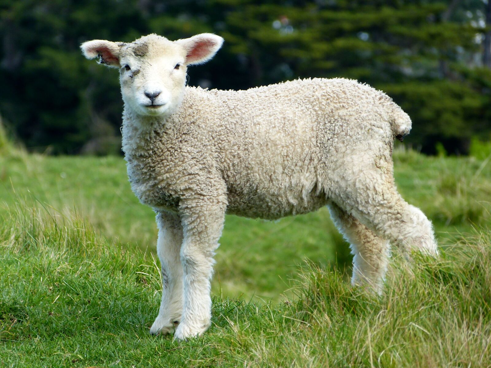Panasonic Lumix DMC-FZ150 sample photo. White, sheep, during, daytime photography