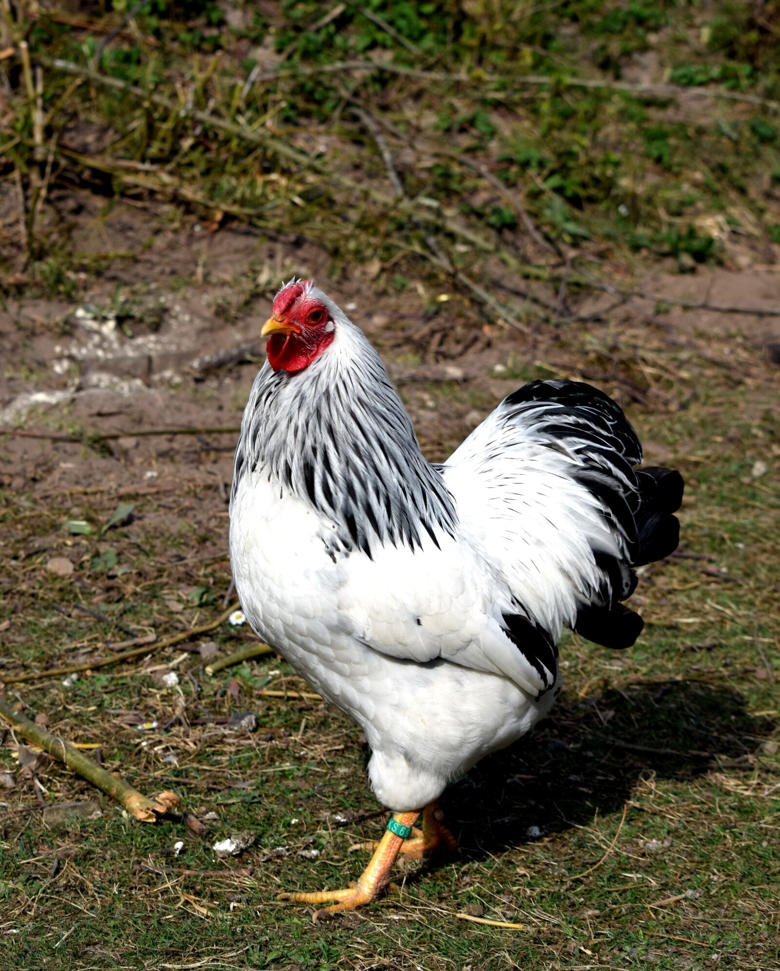 Nikon D5300 sample photo. Chicken, bantam, white photography
