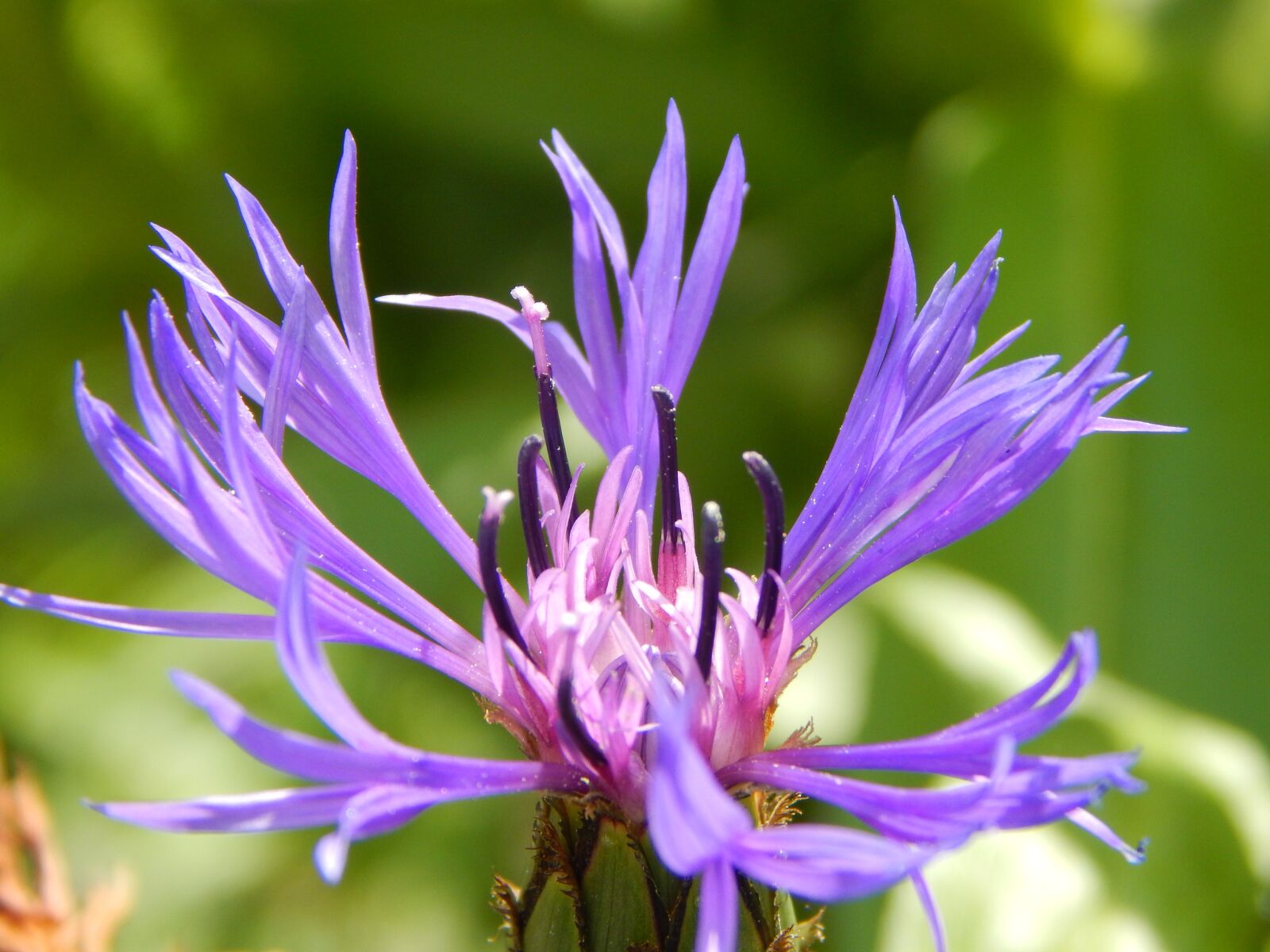 Nikon Coolpix L830 sample photo. Blue mountain knapweed, garden photography