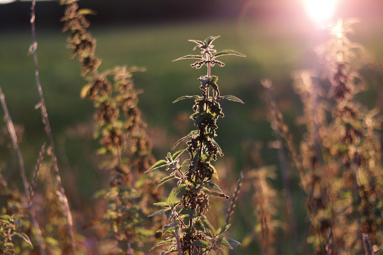 Canon EF 50mm F1.8 STM sample photo. Sun, sunset, sky photography