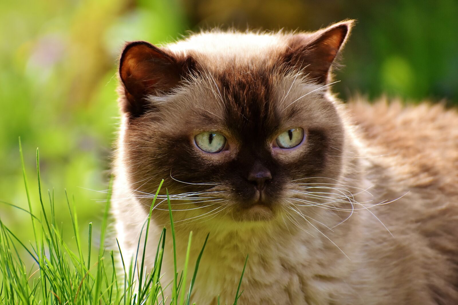 Nikon D7200 sample photo. British shorthair, rest, relaxed photography