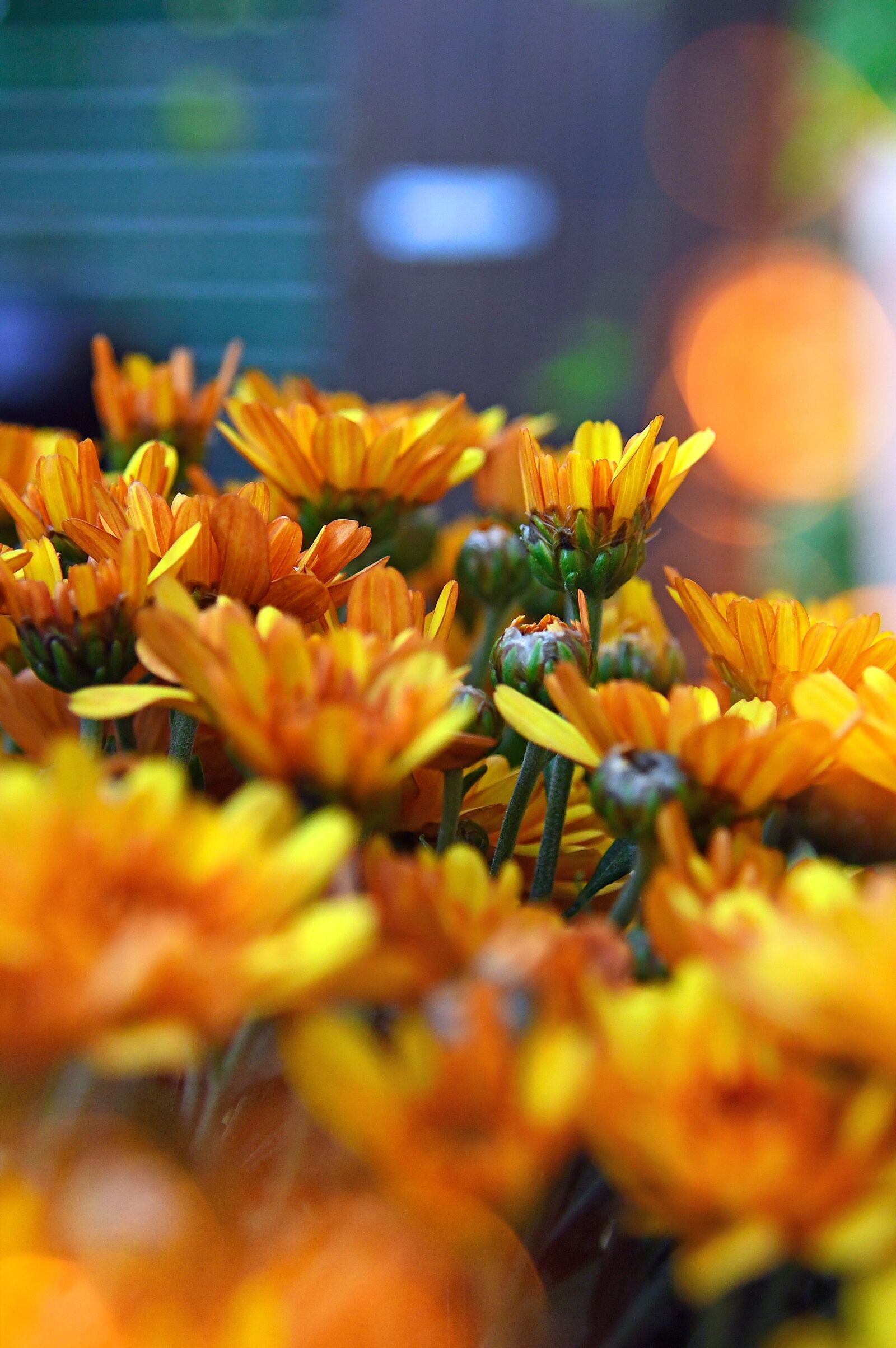 Nikon D3200 sample photo. Autumn, fall flowers, chrysanthemum photography