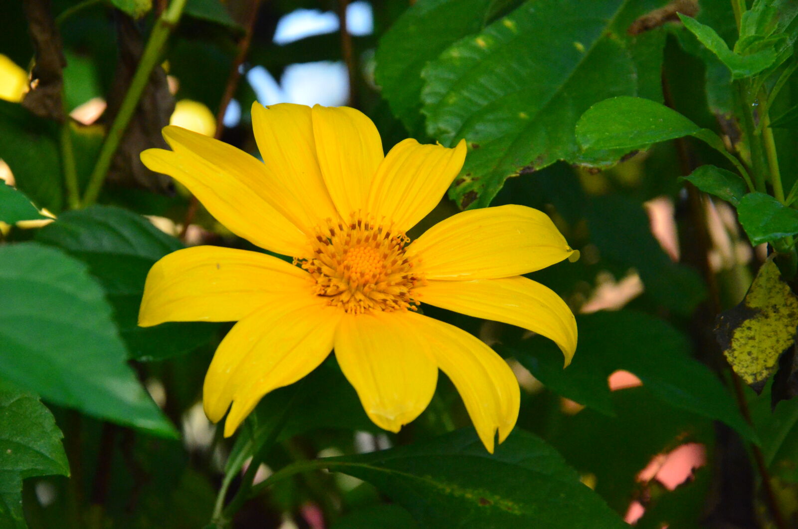 Nikon D7000 sample photo. Flowers, yellow, sun photography
