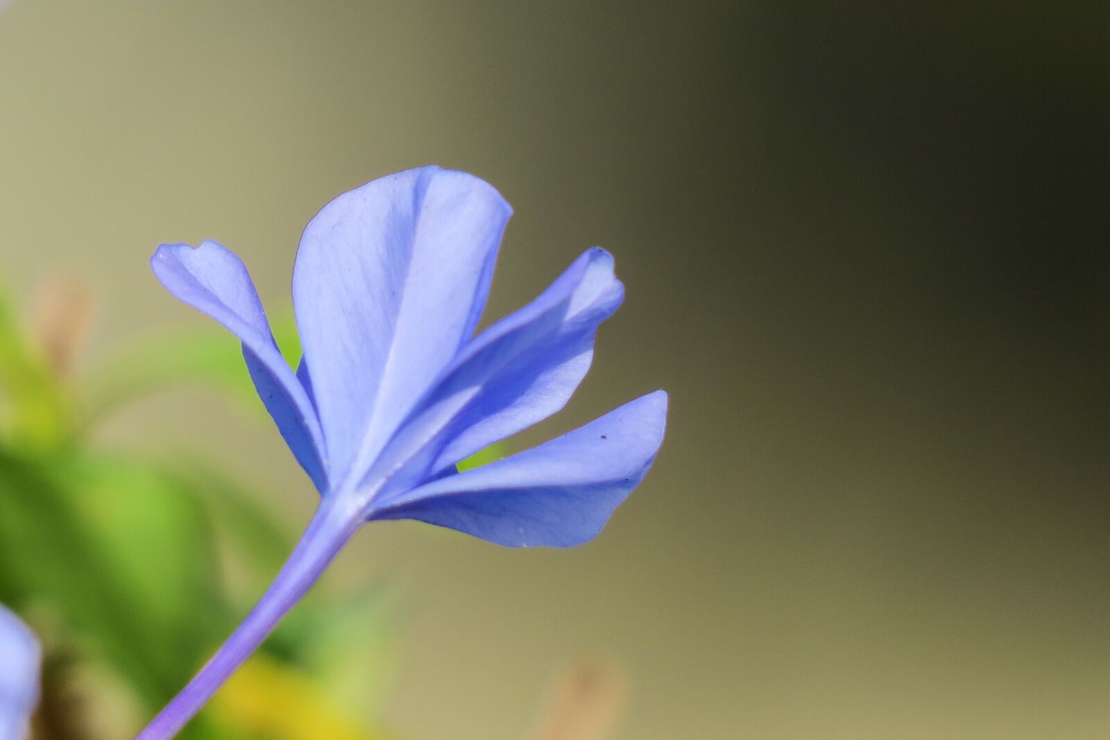 Canon PowerShot G3 X sample photo. Blue flower dan, flower photography