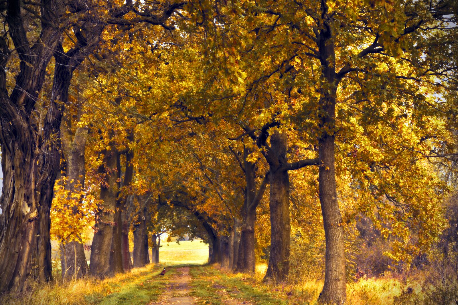 Nikon D5600 sample photo. Avenue, row of trees photography