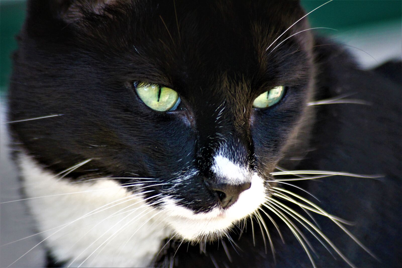 Canon EOS 650D (EOS Rebel T4i / EOS Kiss X6i) sample photo. Cat, black, white photography