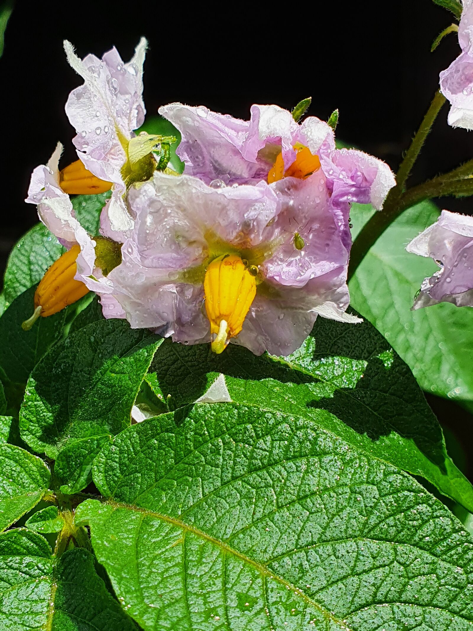Samsung Galaxy S10 sample photo. Potato, bloom, garden photography