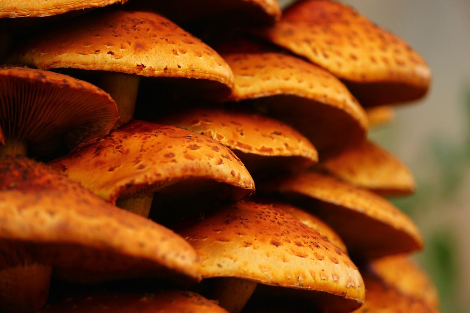 Canon EOS 600D (Rebel EOS T3i / EOS Kiss X5) sample photo. Mushrooms, food, mushroom photography