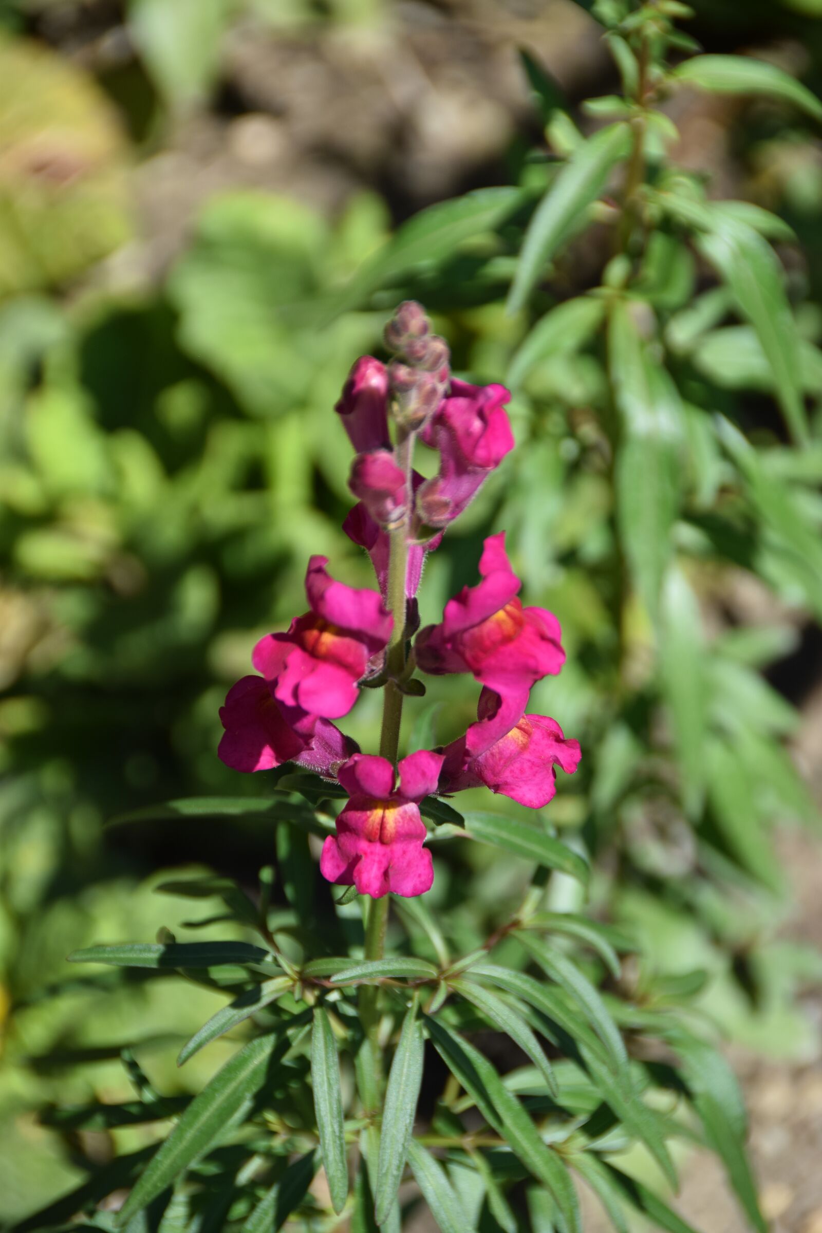 Nikon D5300 sample photo. Flower, pink, spring photography