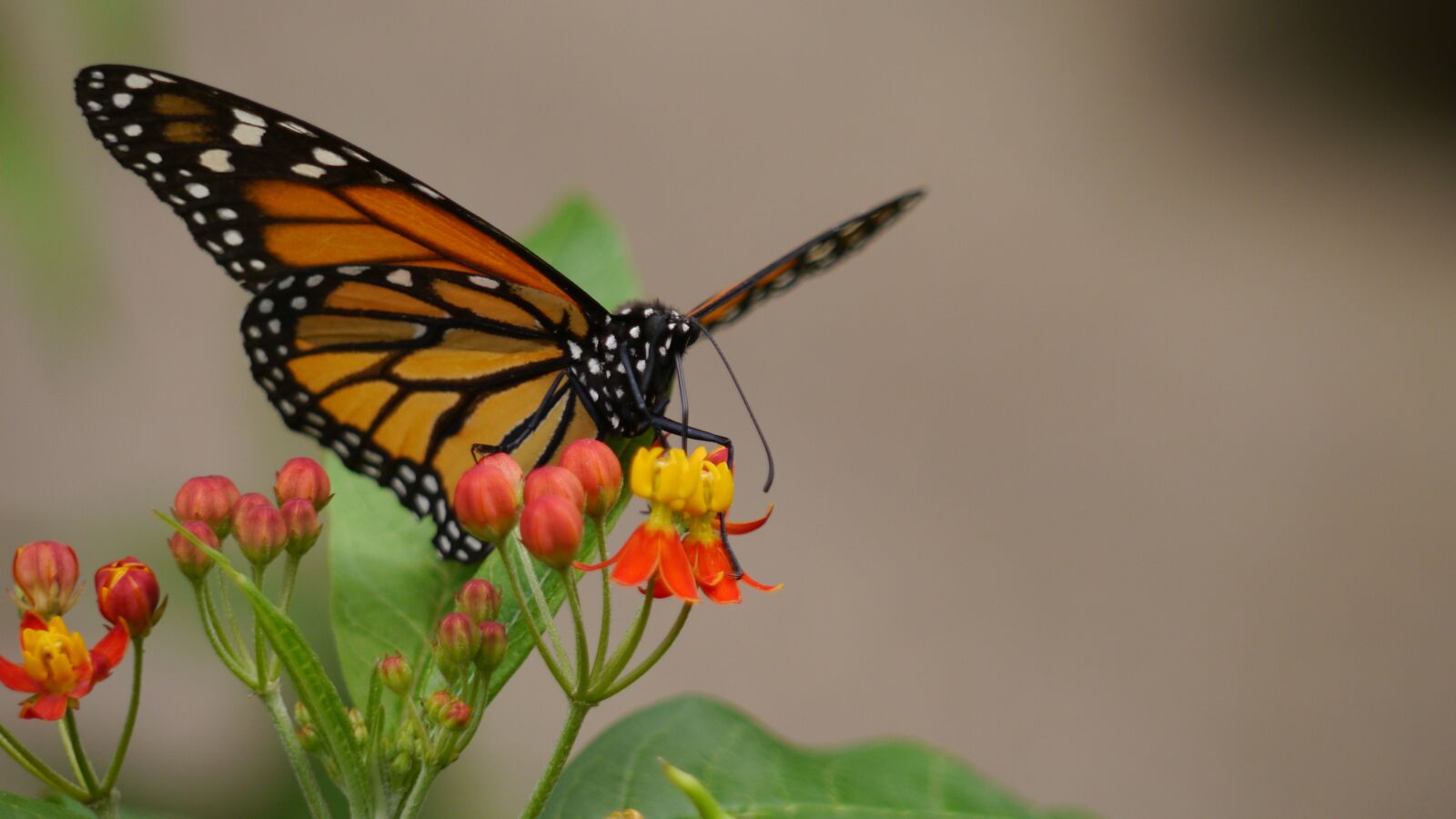 Panasonic Lumix DMC-G5 sample photo. Butterfly, nature, animals photography