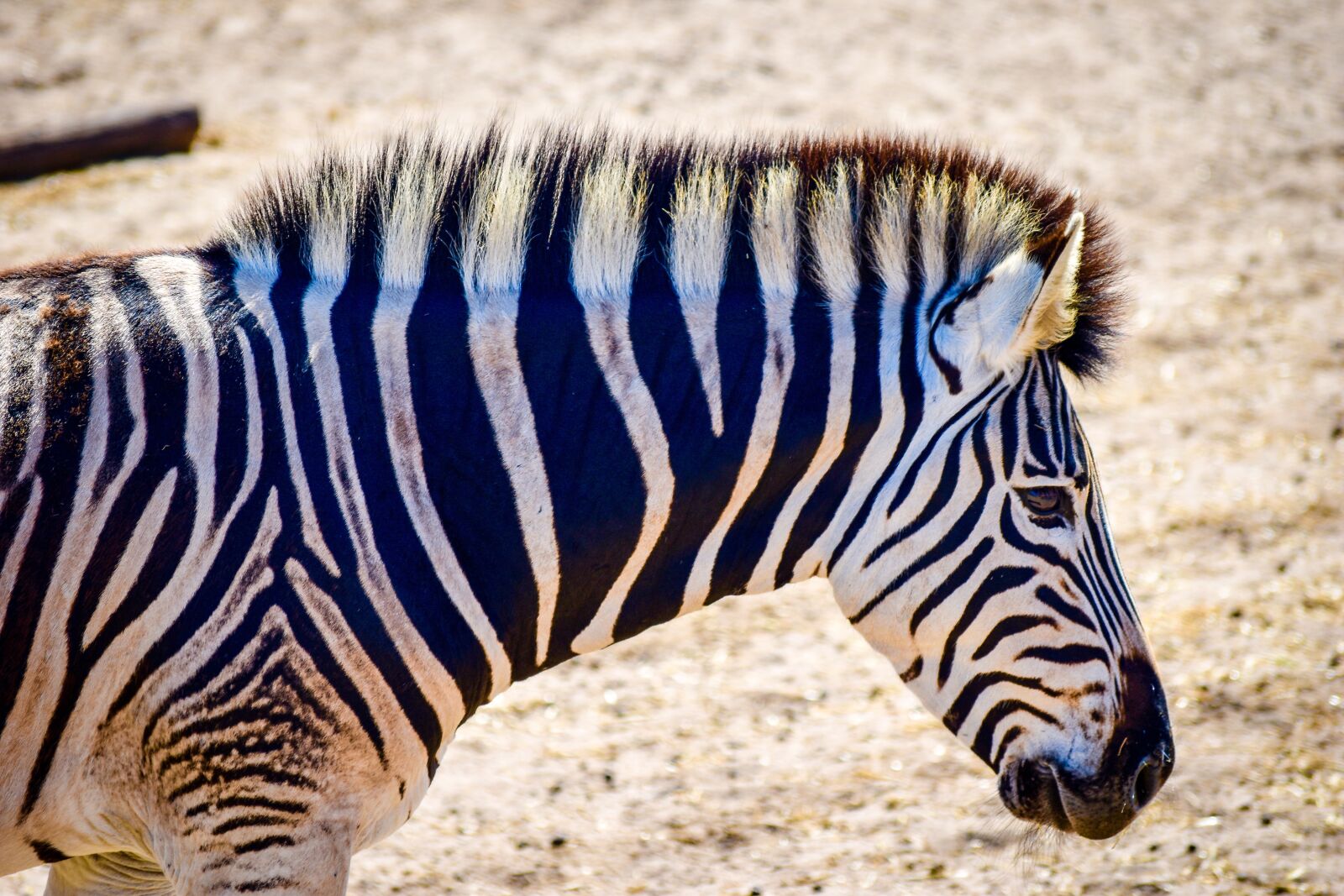 Nikon D5500 sample photo. Zebra, wildlife, nature photography