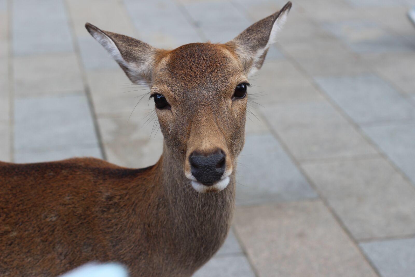 Canon EOS 100D (EOS Rebel SL1 / EOS Kiss X7) + Canon EF 50mm F1.8 II sample photo. Japan, nara, small deer photography