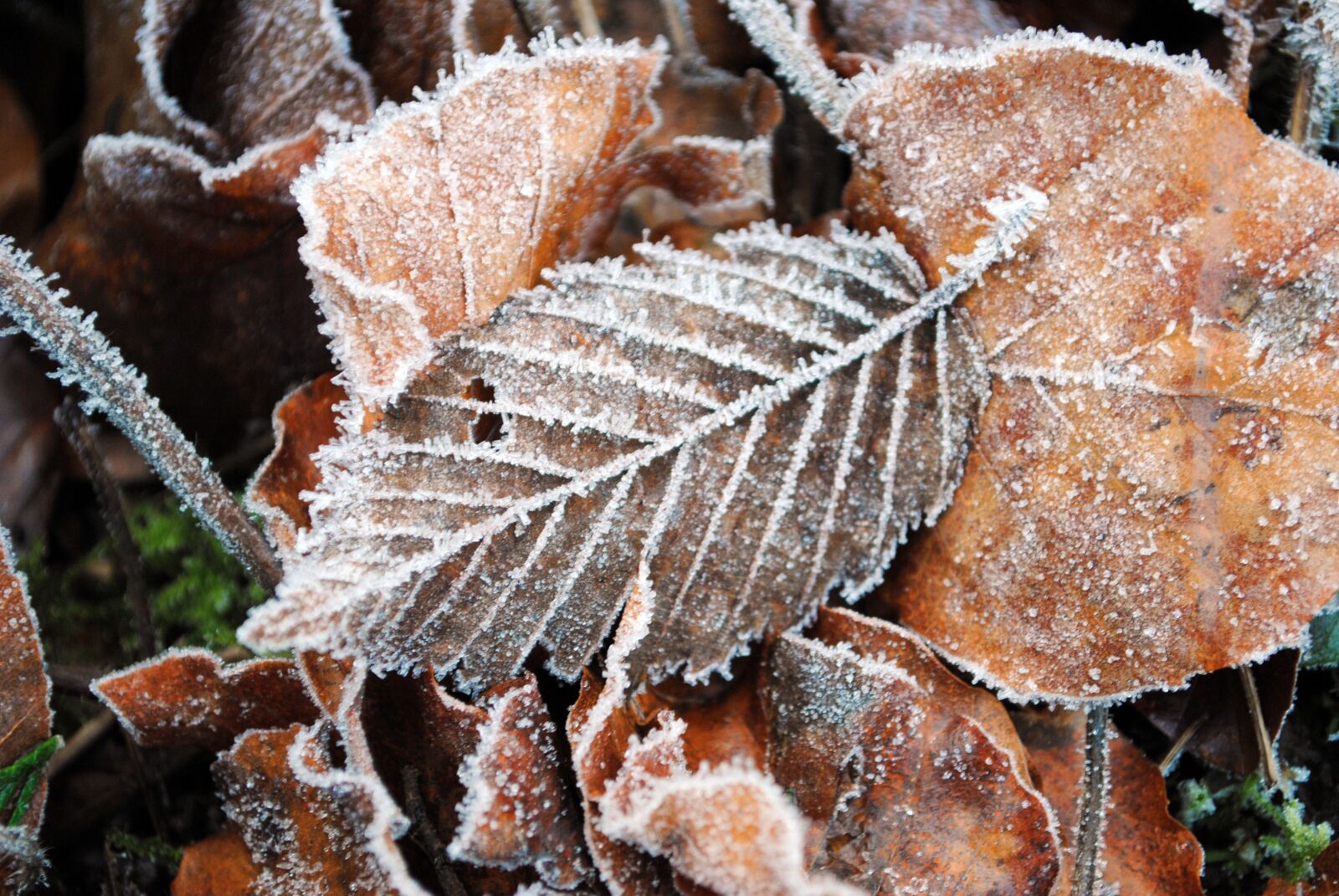 Nikon D3000 sample photo. Leaves, winter, frost photography