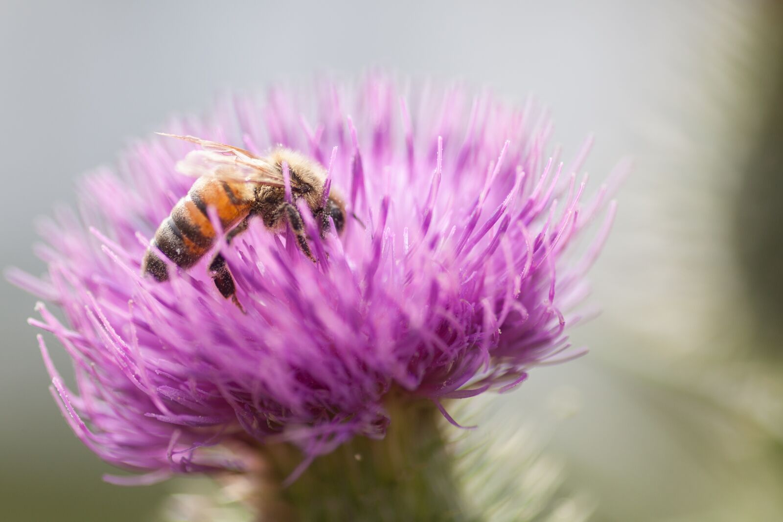 Canon EOS 5D Mark II sample photo. Pollination, bee, flower photography