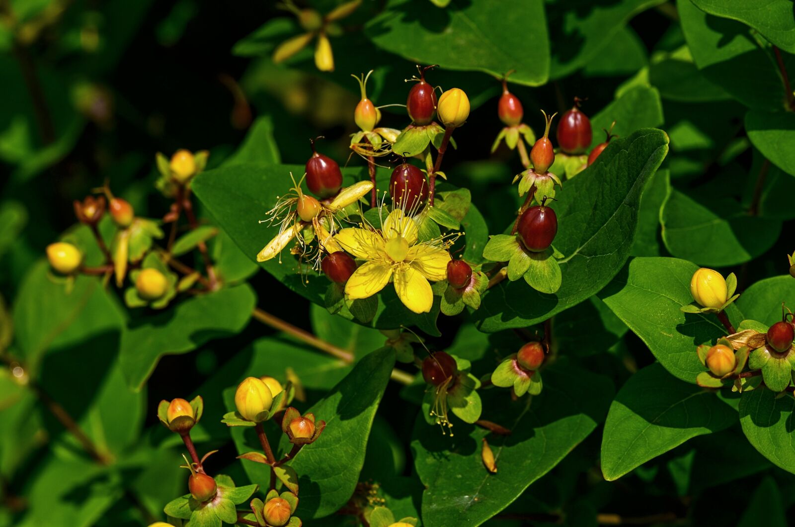 Nikon D7000 sample photo. St john's wort, plant photography