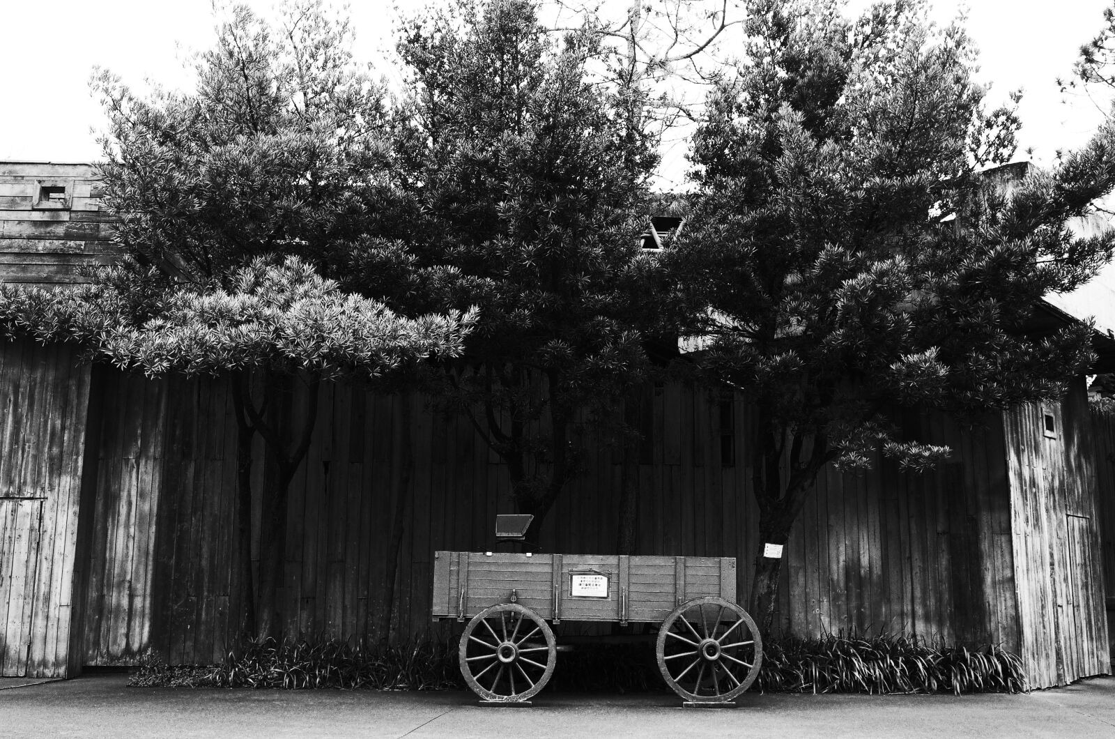 Ricoh GR + GR Lens sample photo. Nature, scenery, trees, western photography
