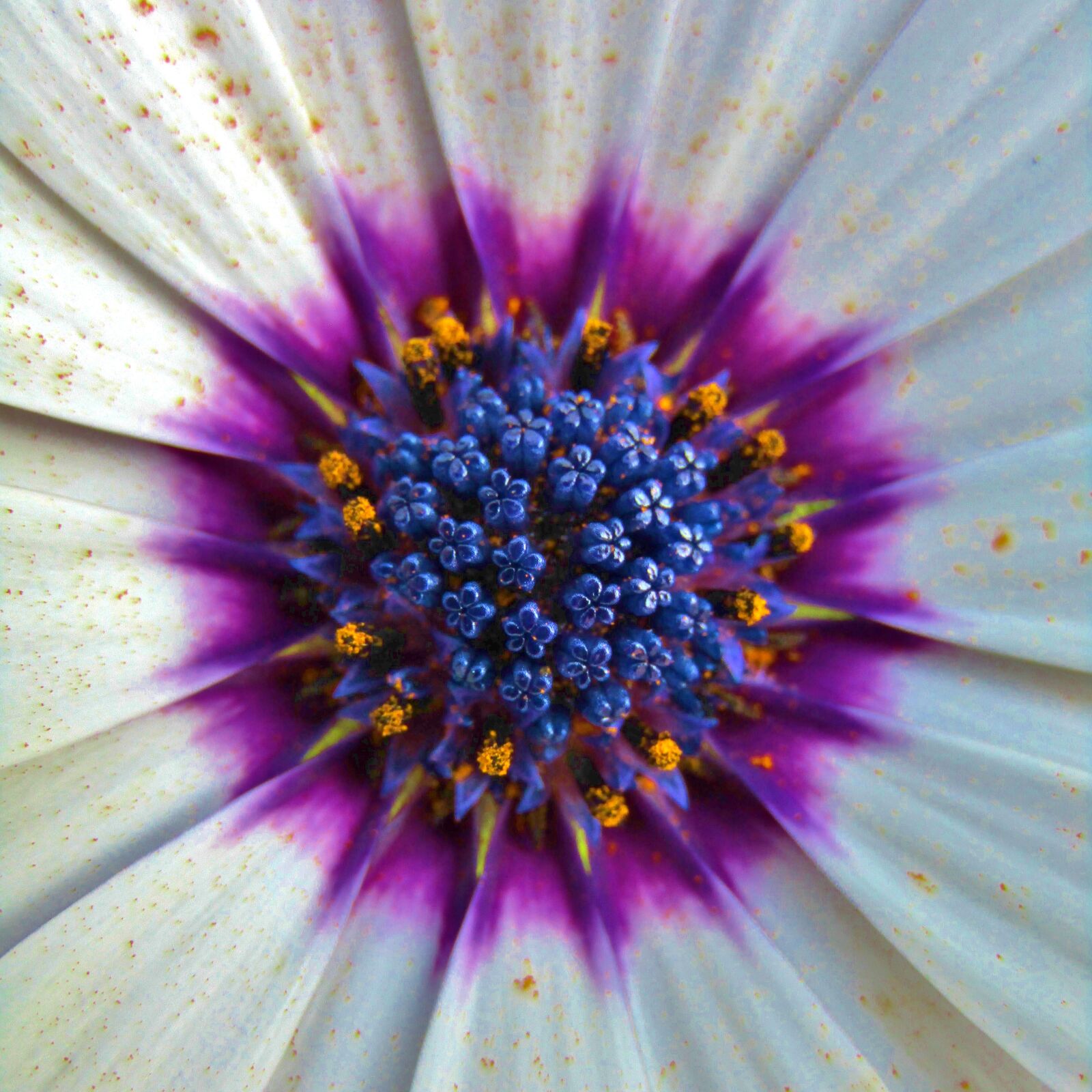 Canon POWERSHOT SX432 IS sample photo. Bornholm marguerite, pistil, pollen photography