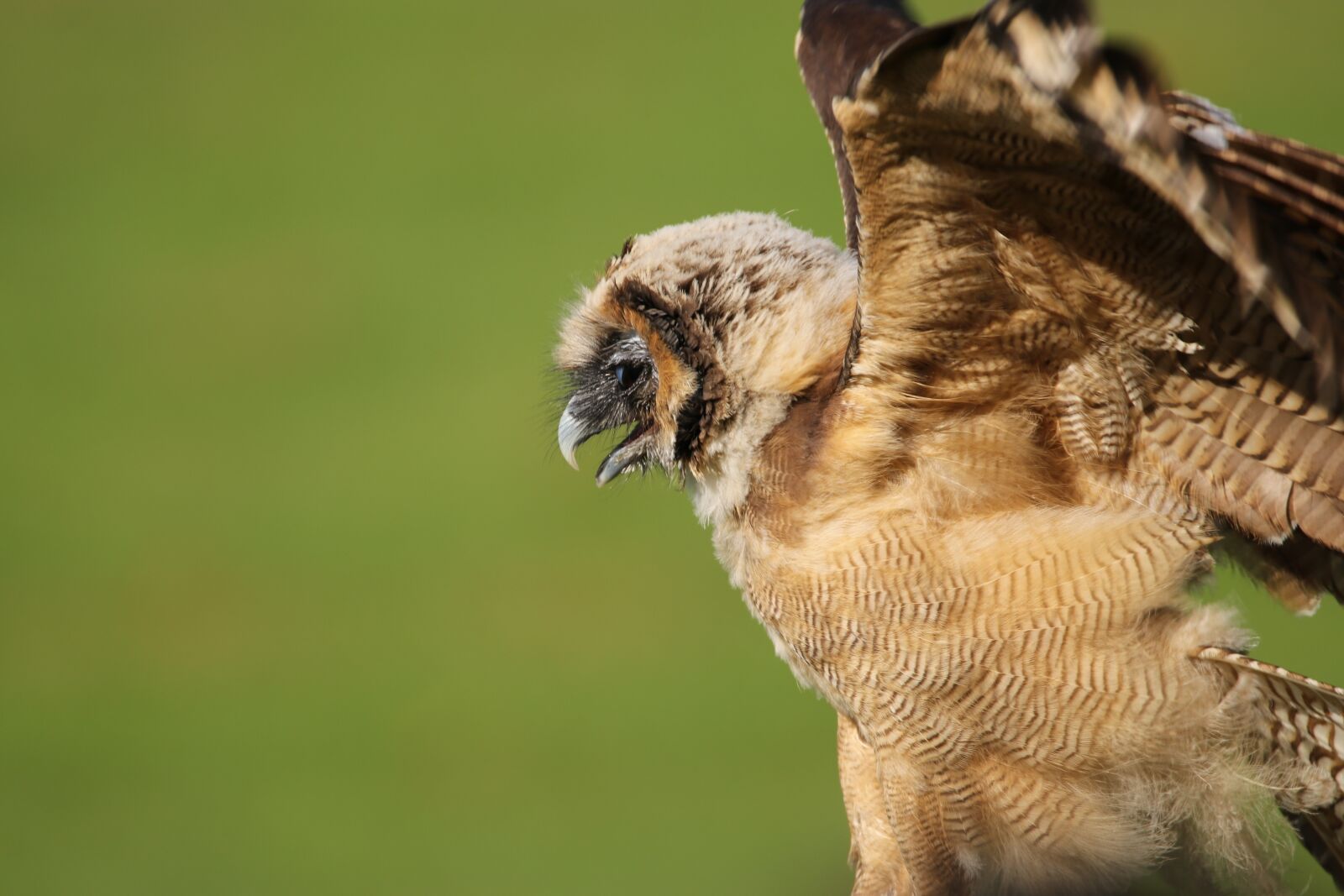 Canon EOS 80D sample photo. Owl, little brown owl photography
