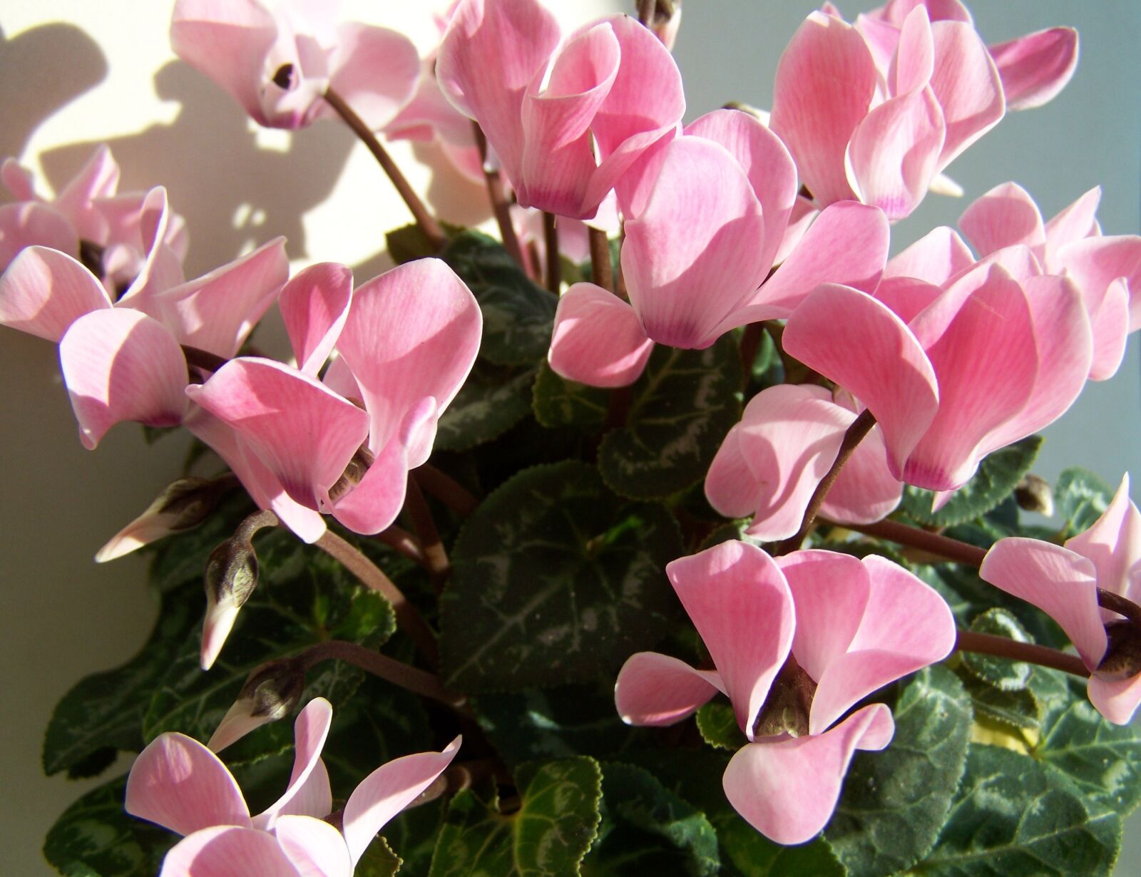 Kodak EASYSHARE ZD710 ZOOM DIGITAL CAMERA sample photo. Cyclamen, pink, potted plant photography