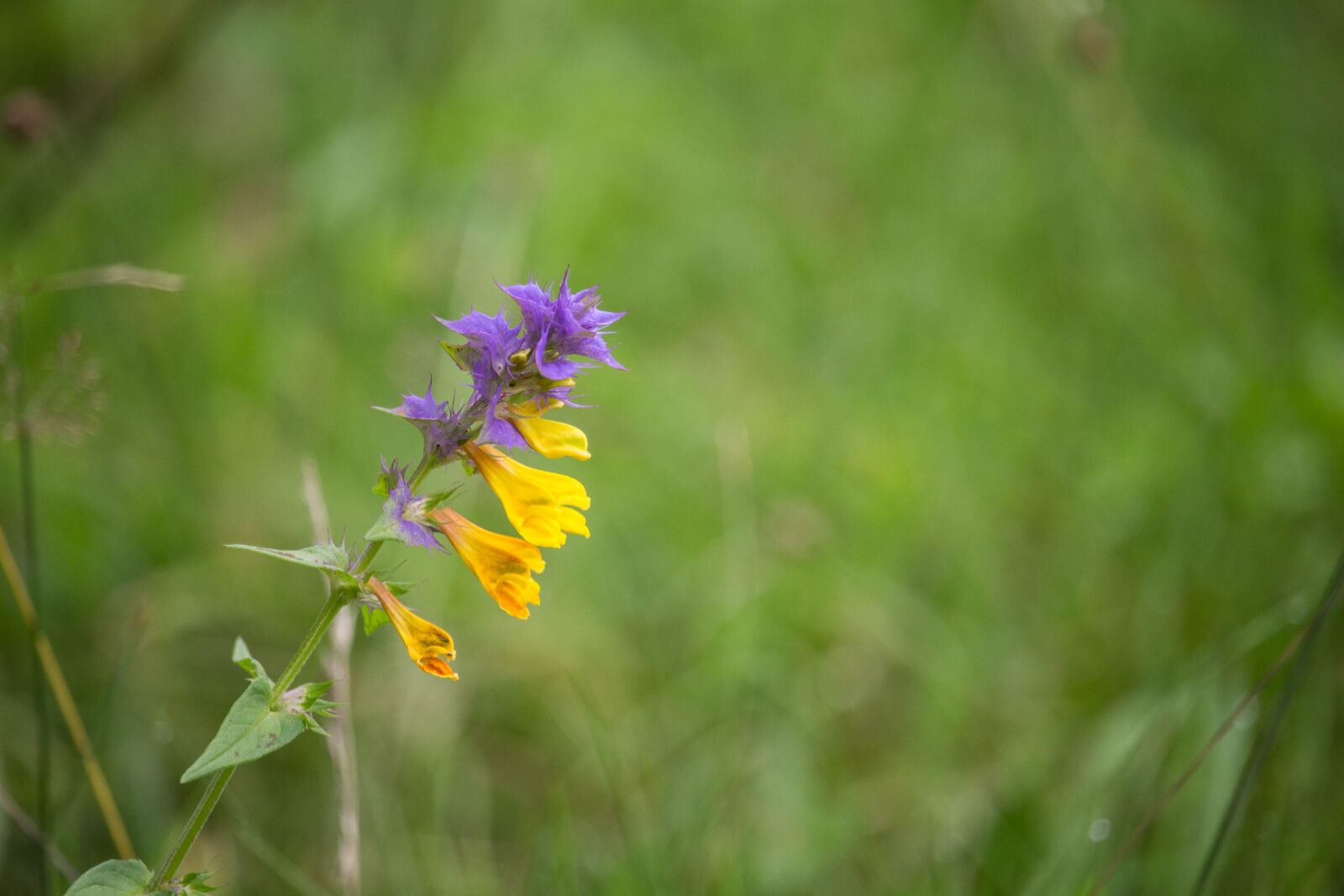 Canon EOS 100D (EOS Rebel SL1 / EOS Kiss X7) sample photo. Purple flower, yellow flower photography