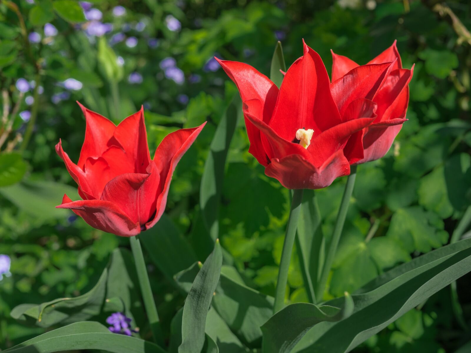 Panasonic Leica DG Summilux 25mm F1.4 II ASPH sample photo. Flower, tulip, bright photography
