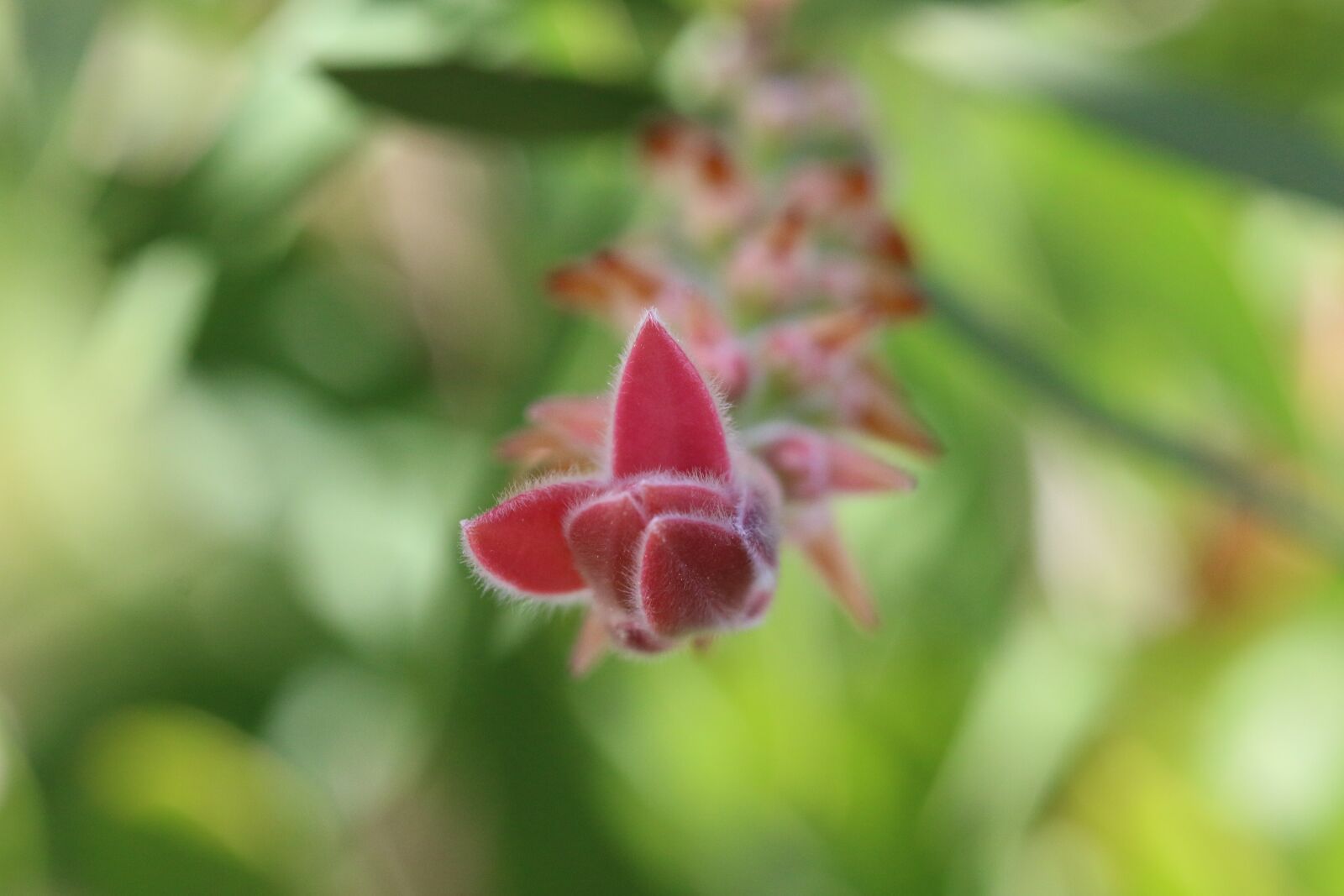 Canon EOS 70D + Canon EF 100mm F2.8 Macro USM sample photo. Green, flower, garden photography